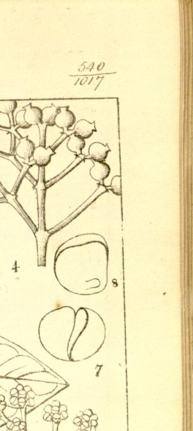 Plate 540
