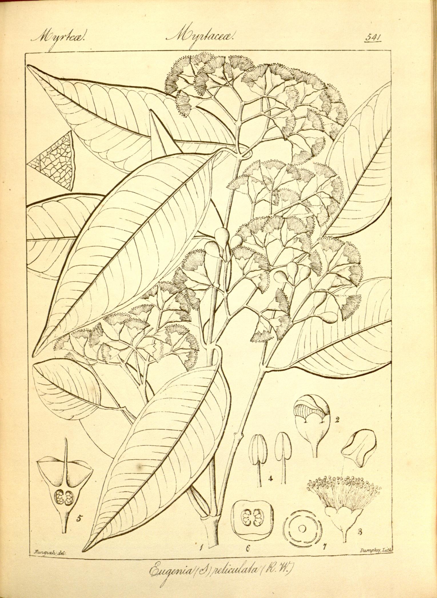Plate 541