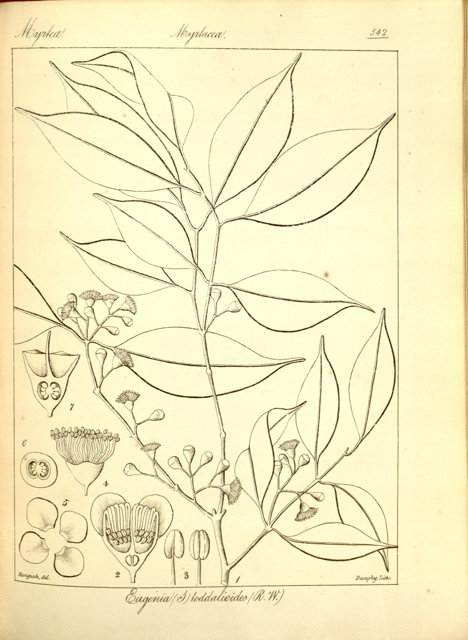 Plate 542
