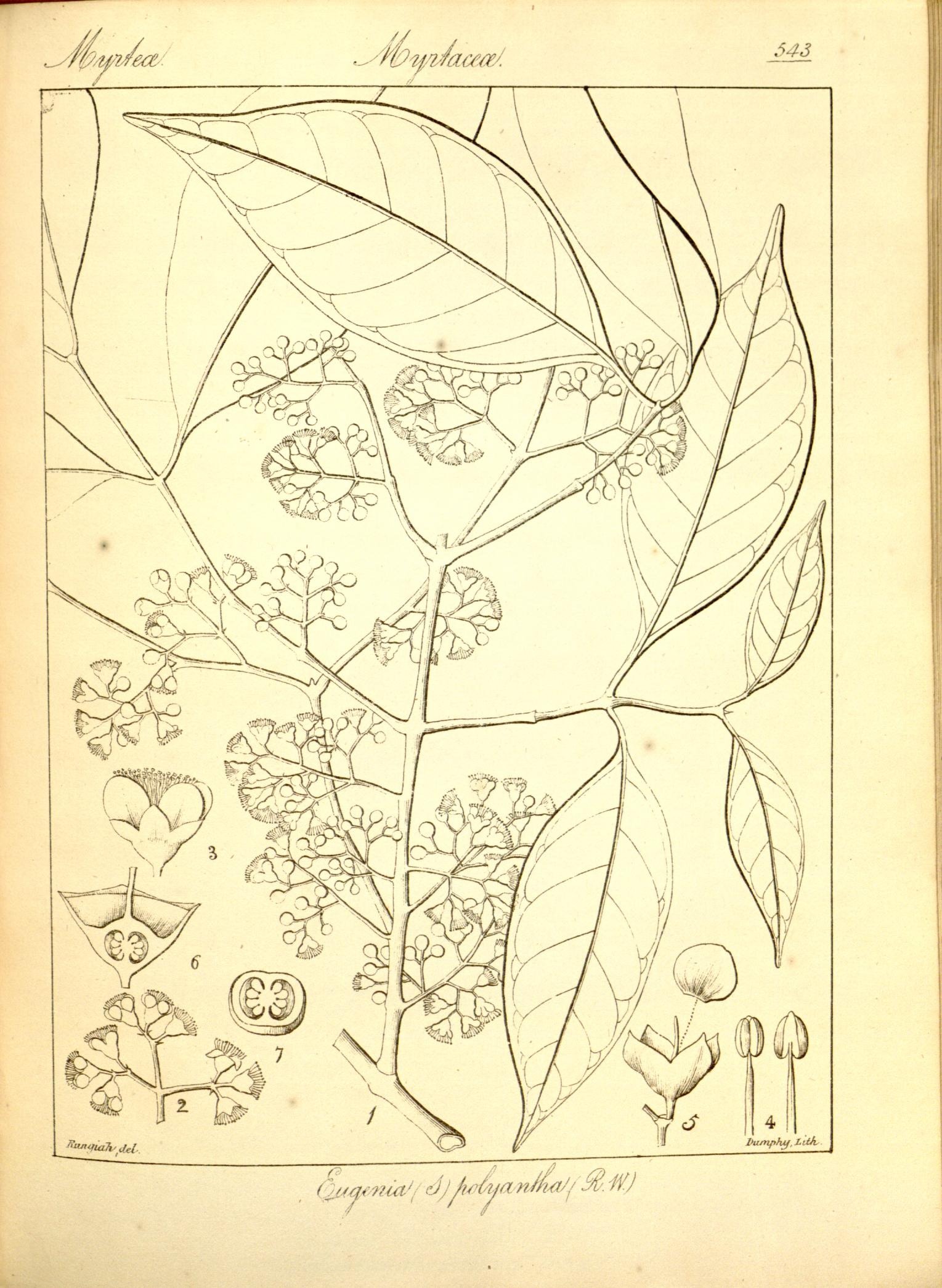 Plate 543