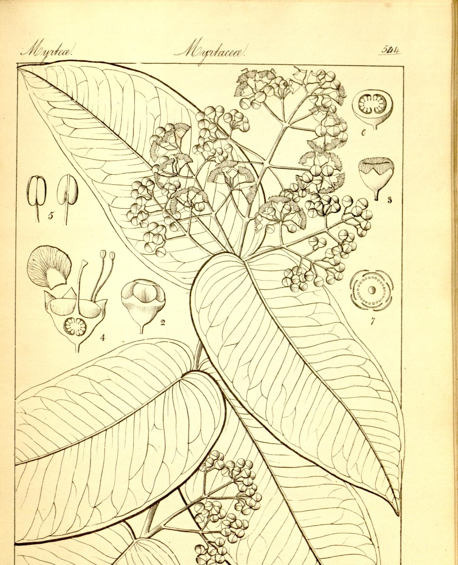 Plate 544