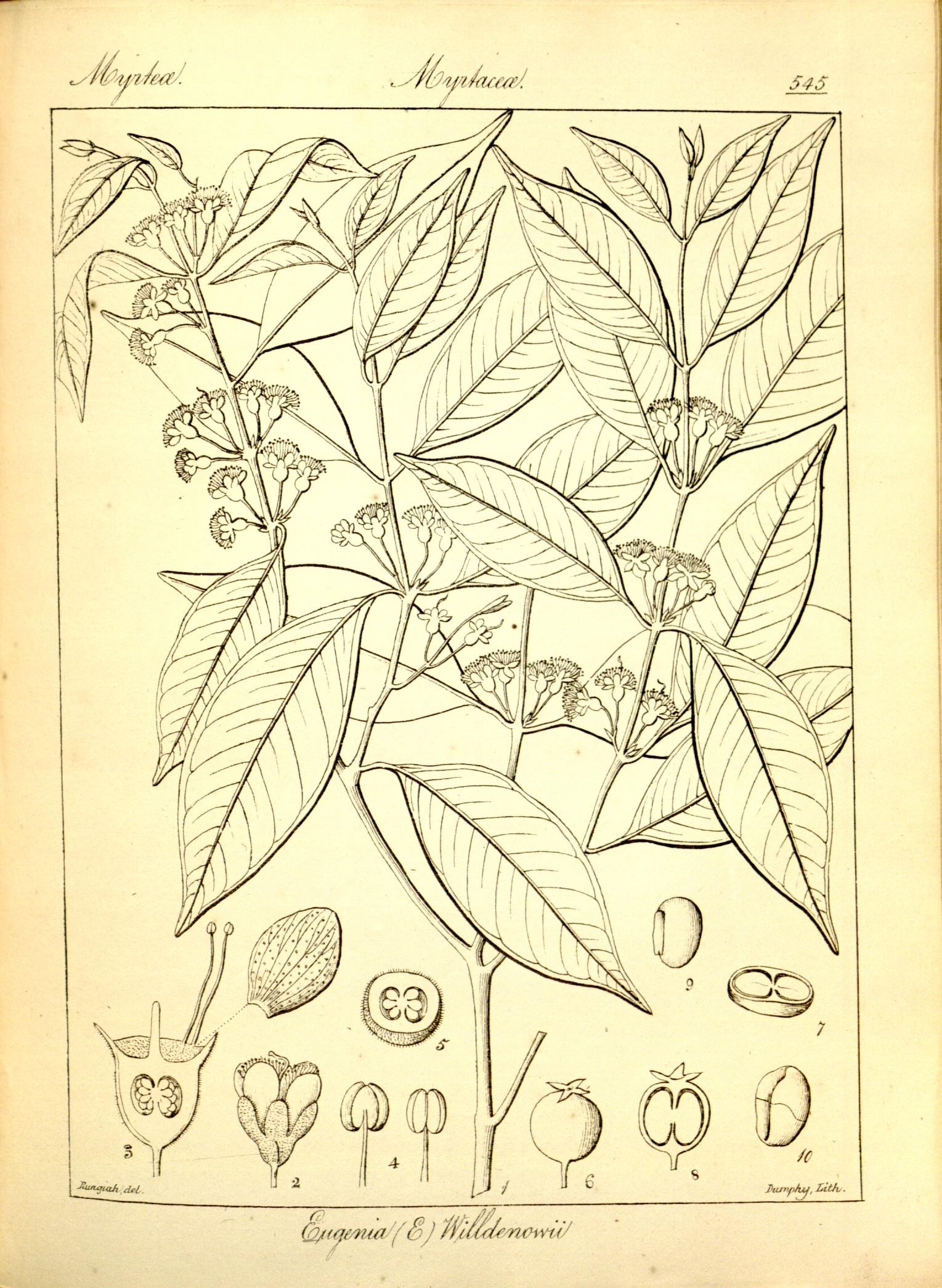Plate 545