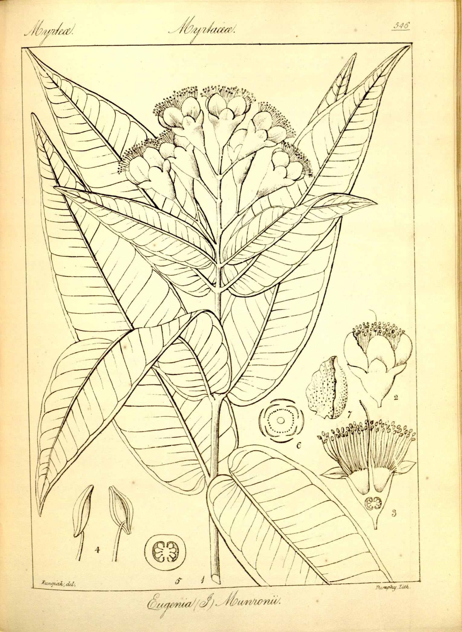 Plate 546