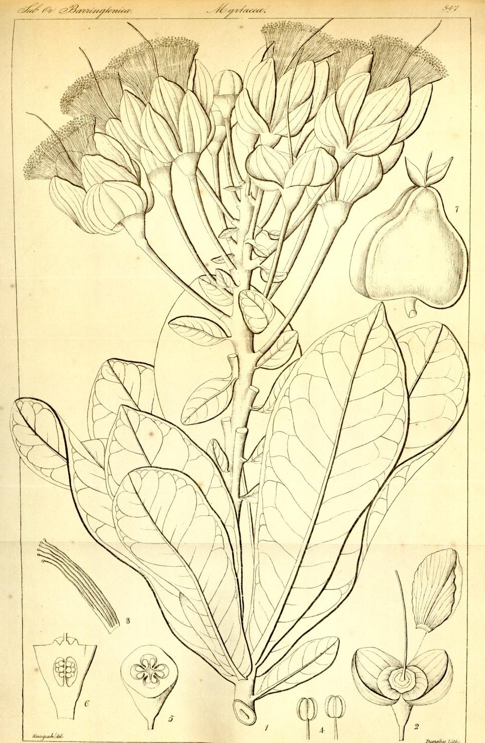 Plate 547