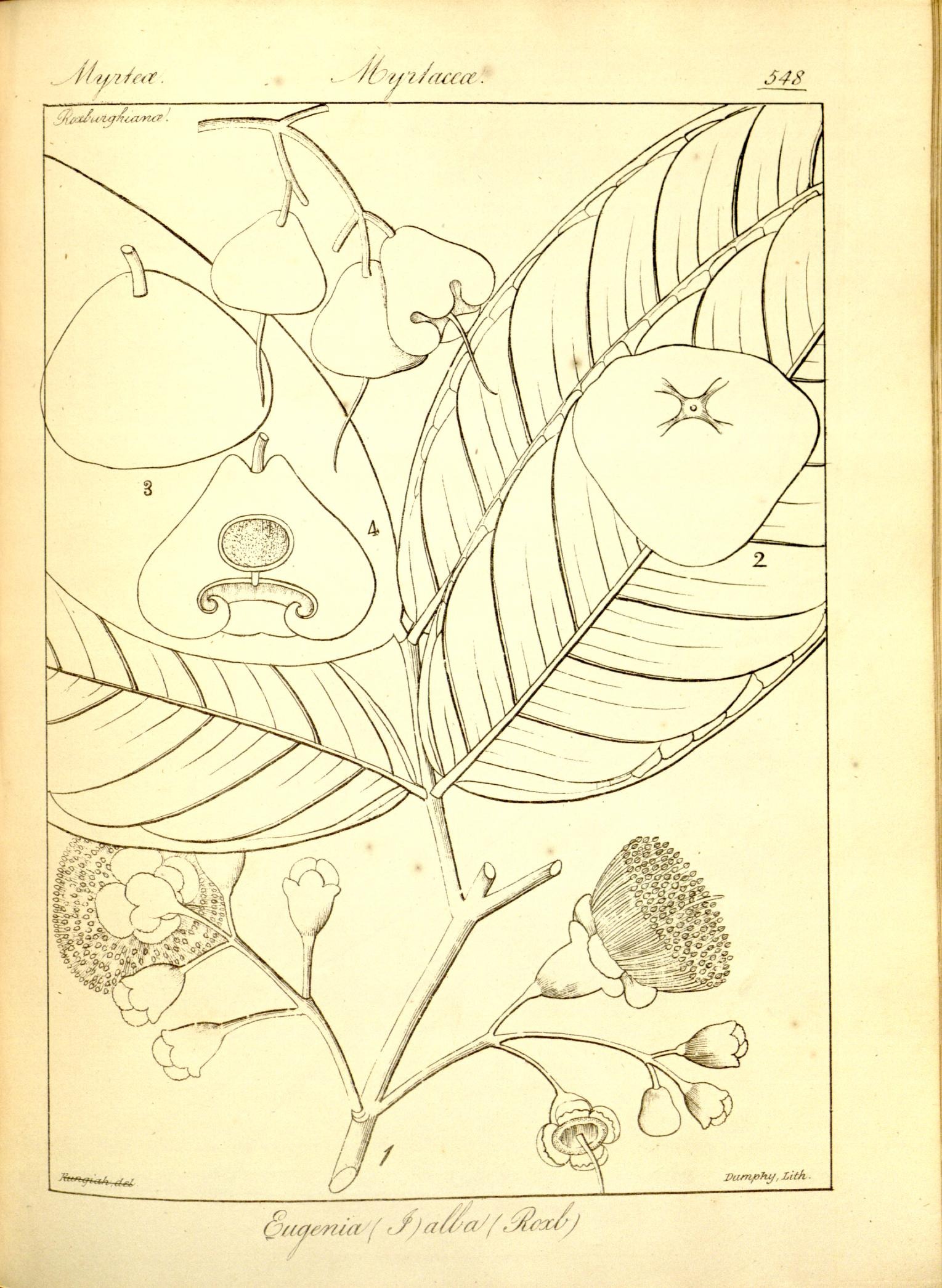 Plate 548