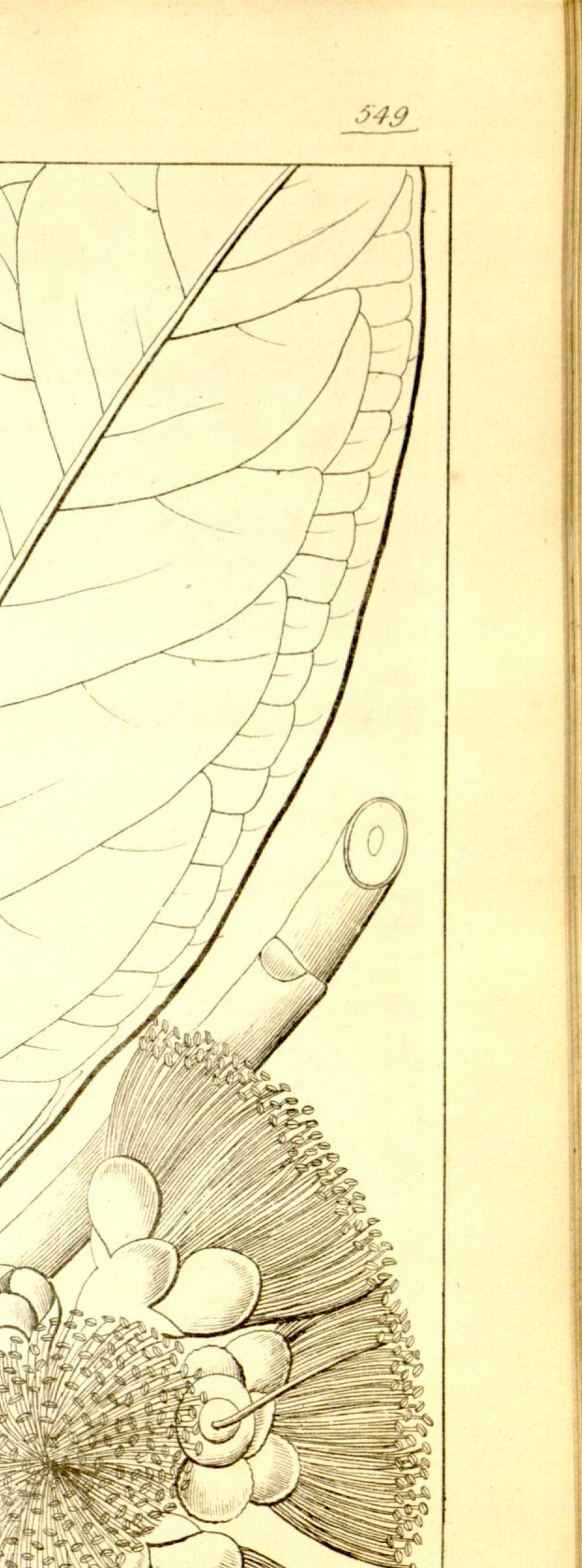 Plate 549