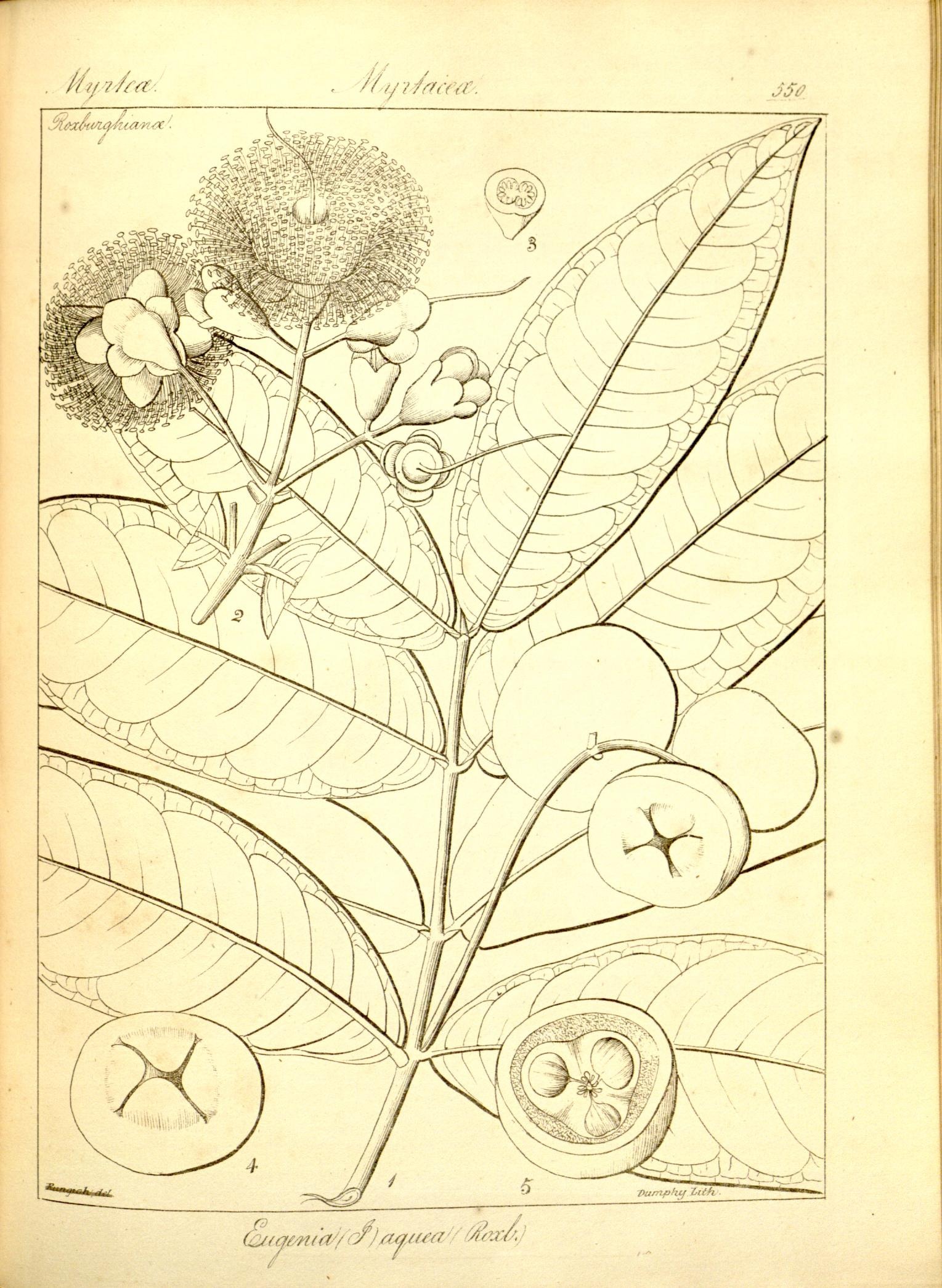 Plate 550