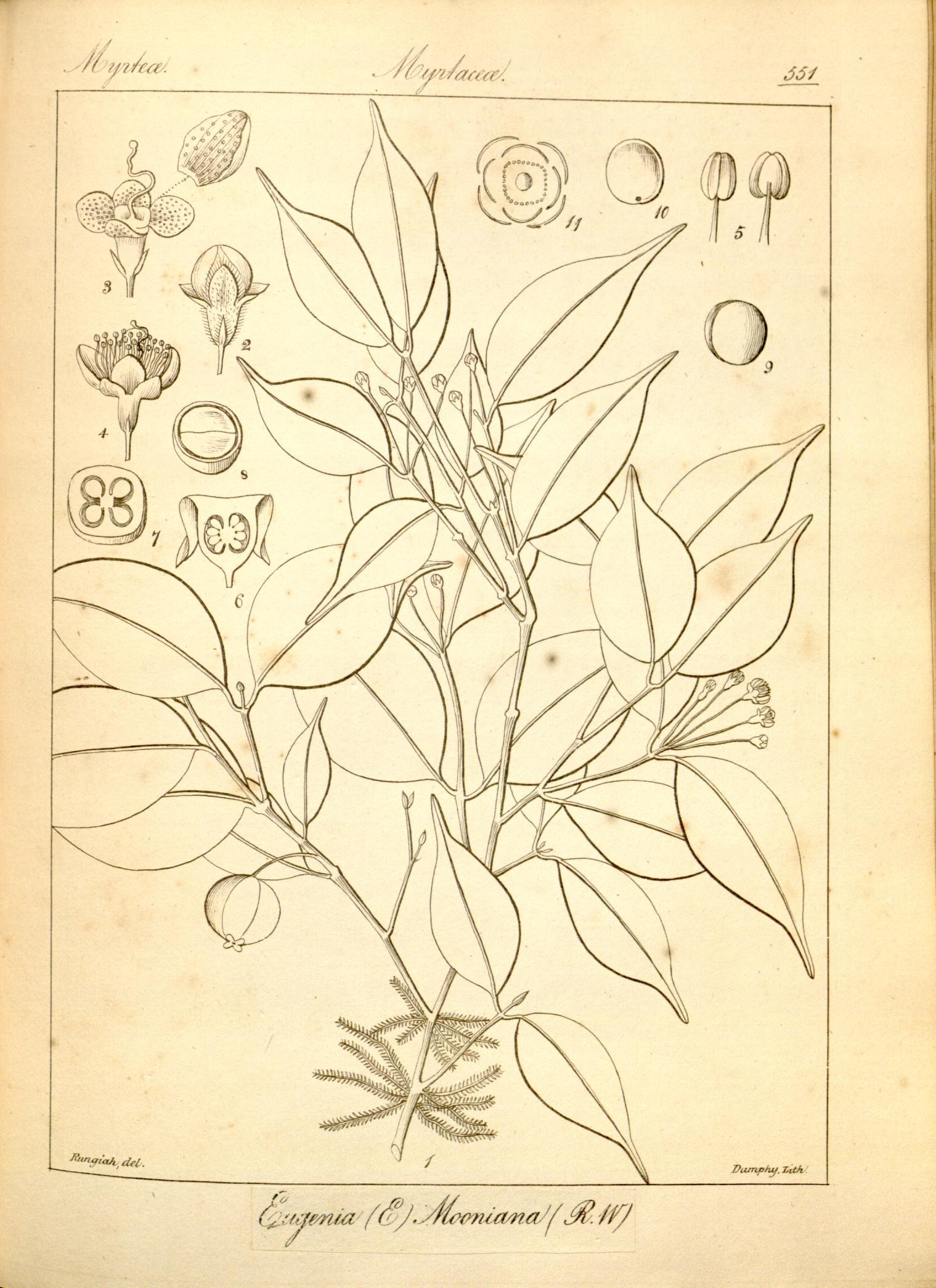 Plate 551