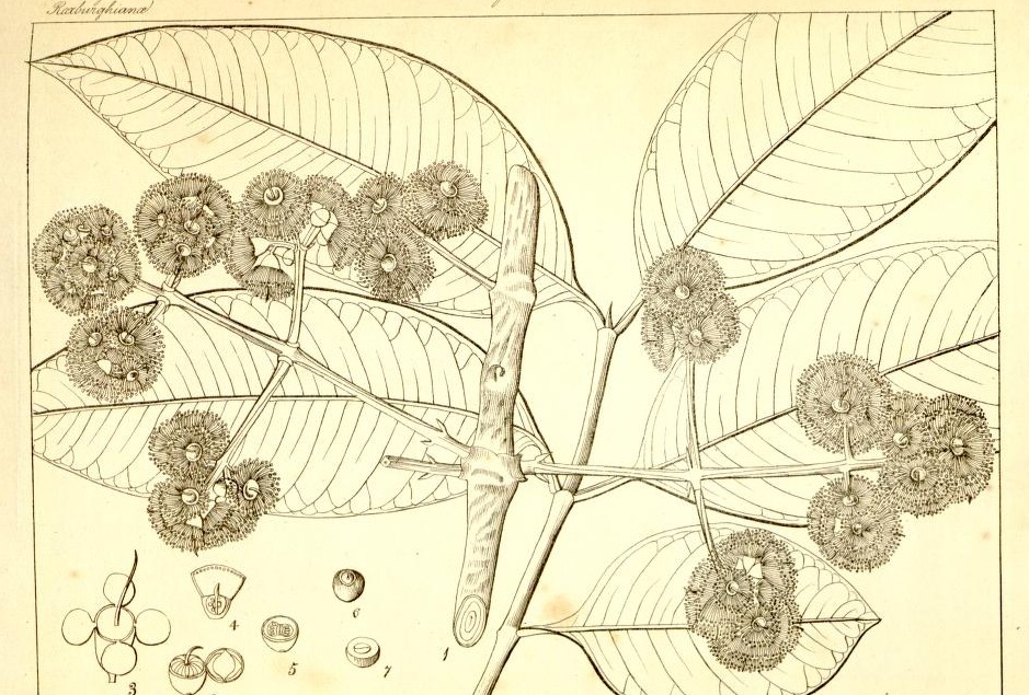 Plate 552