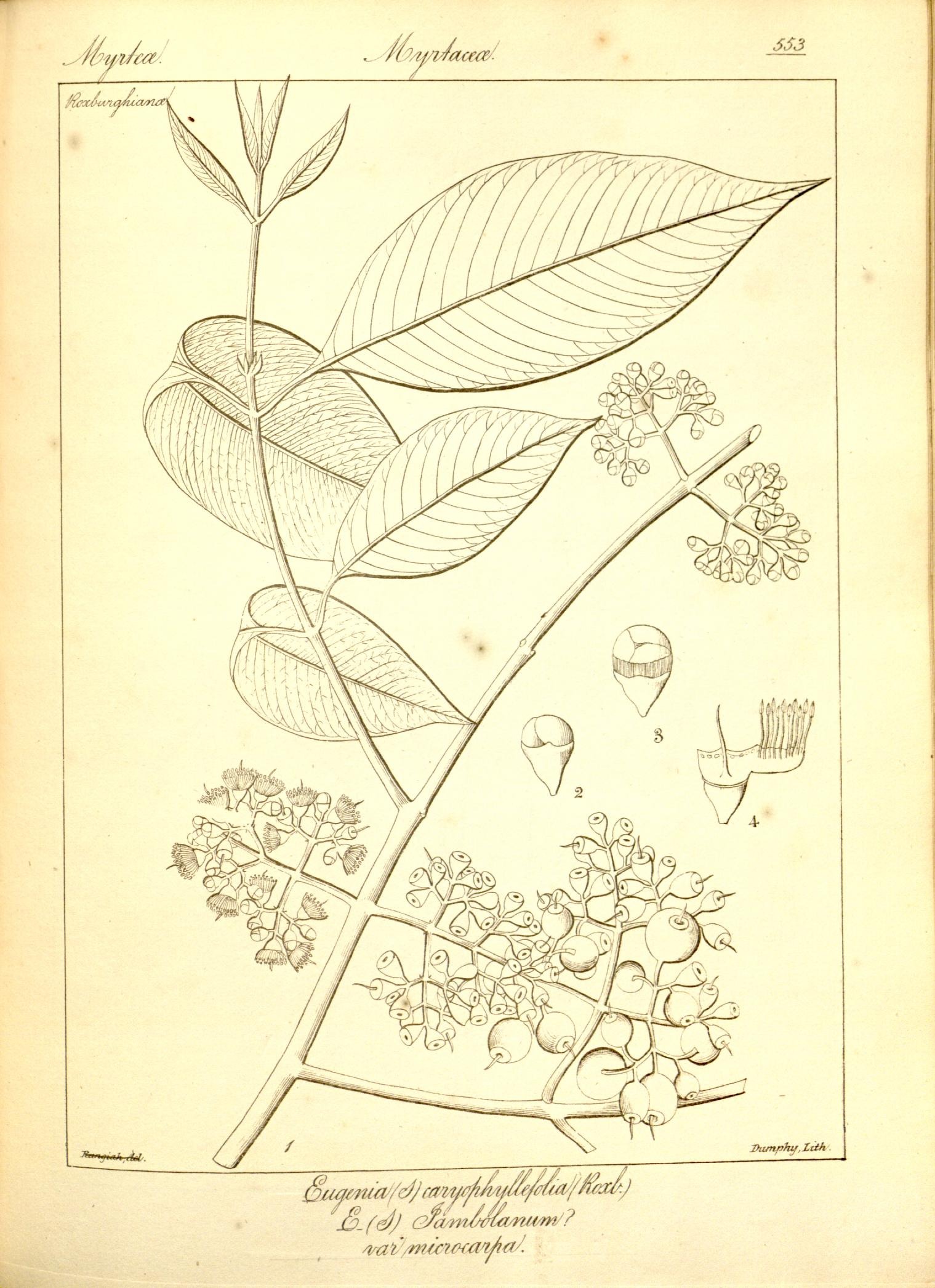 Plate 553