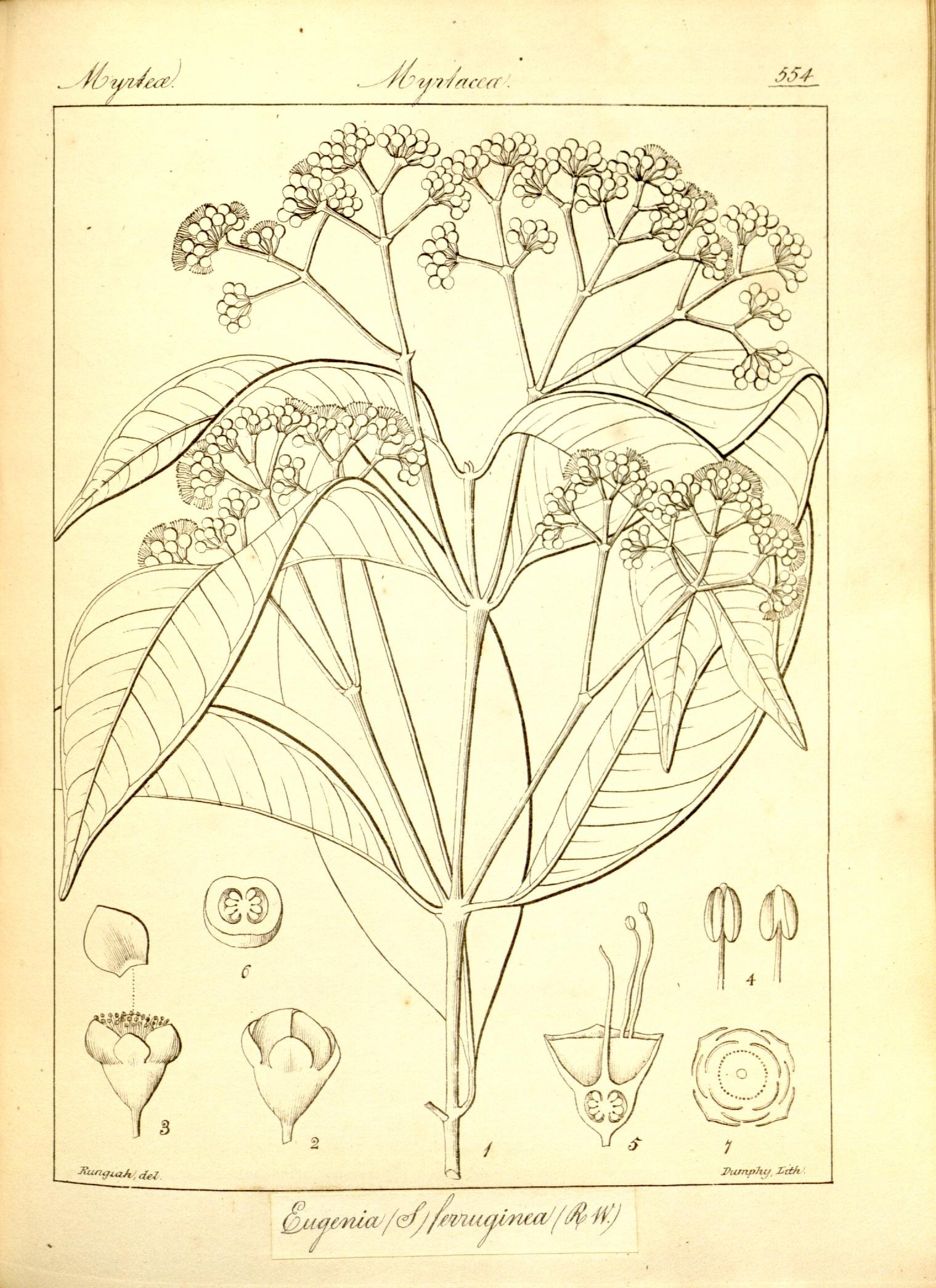 Plate 554
