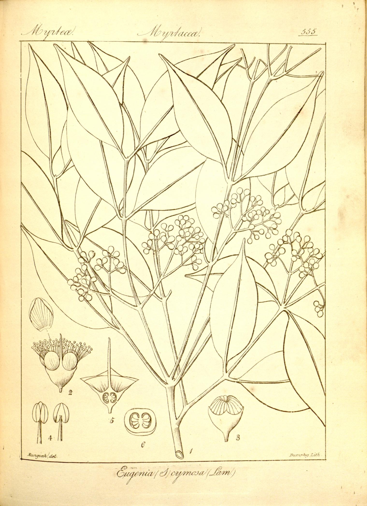 Plate 555