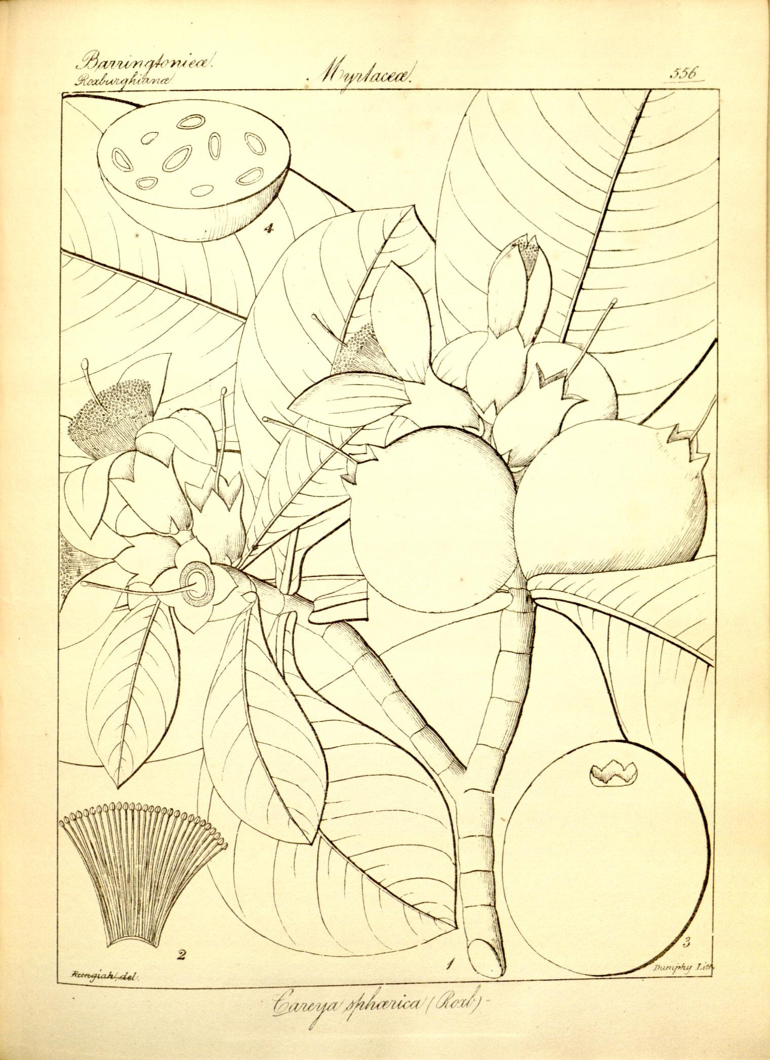 Plate 556