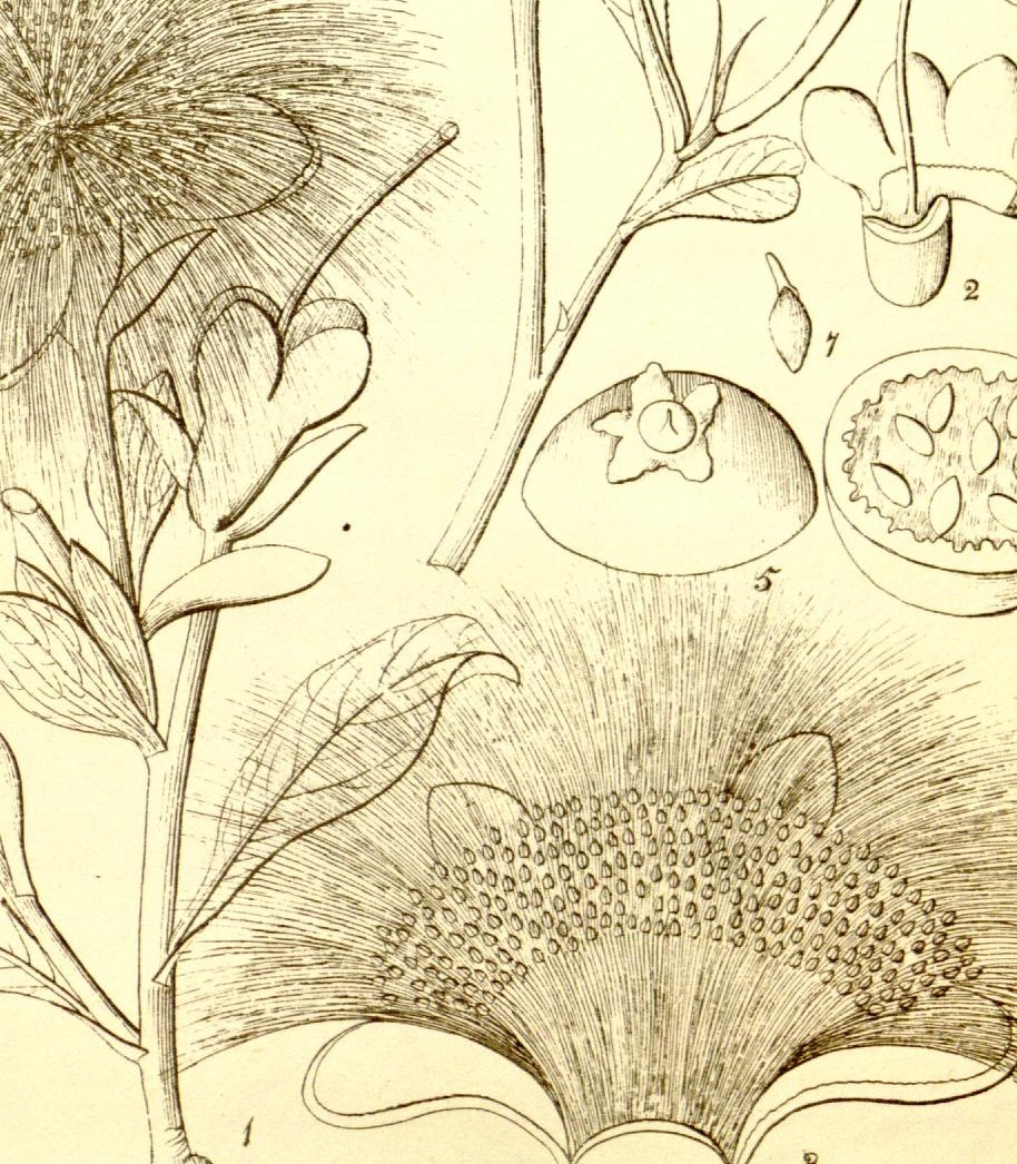 Plate 557
