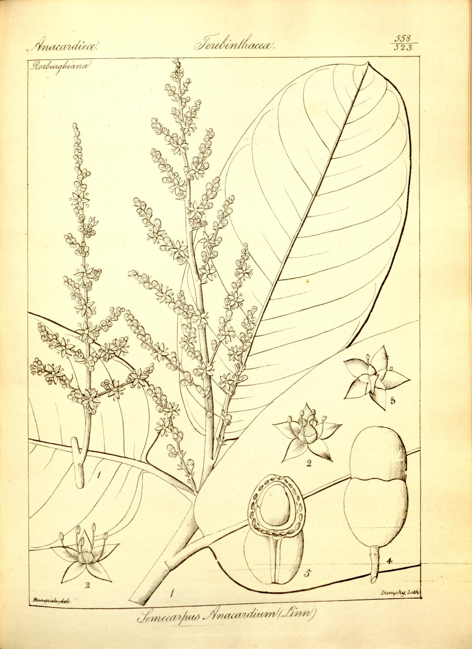 Plate 558
