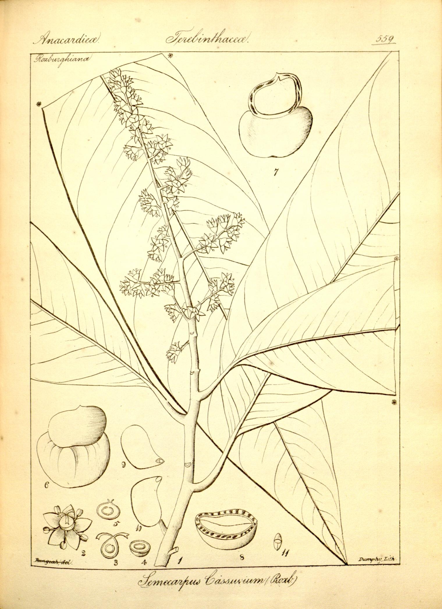 Plate 559