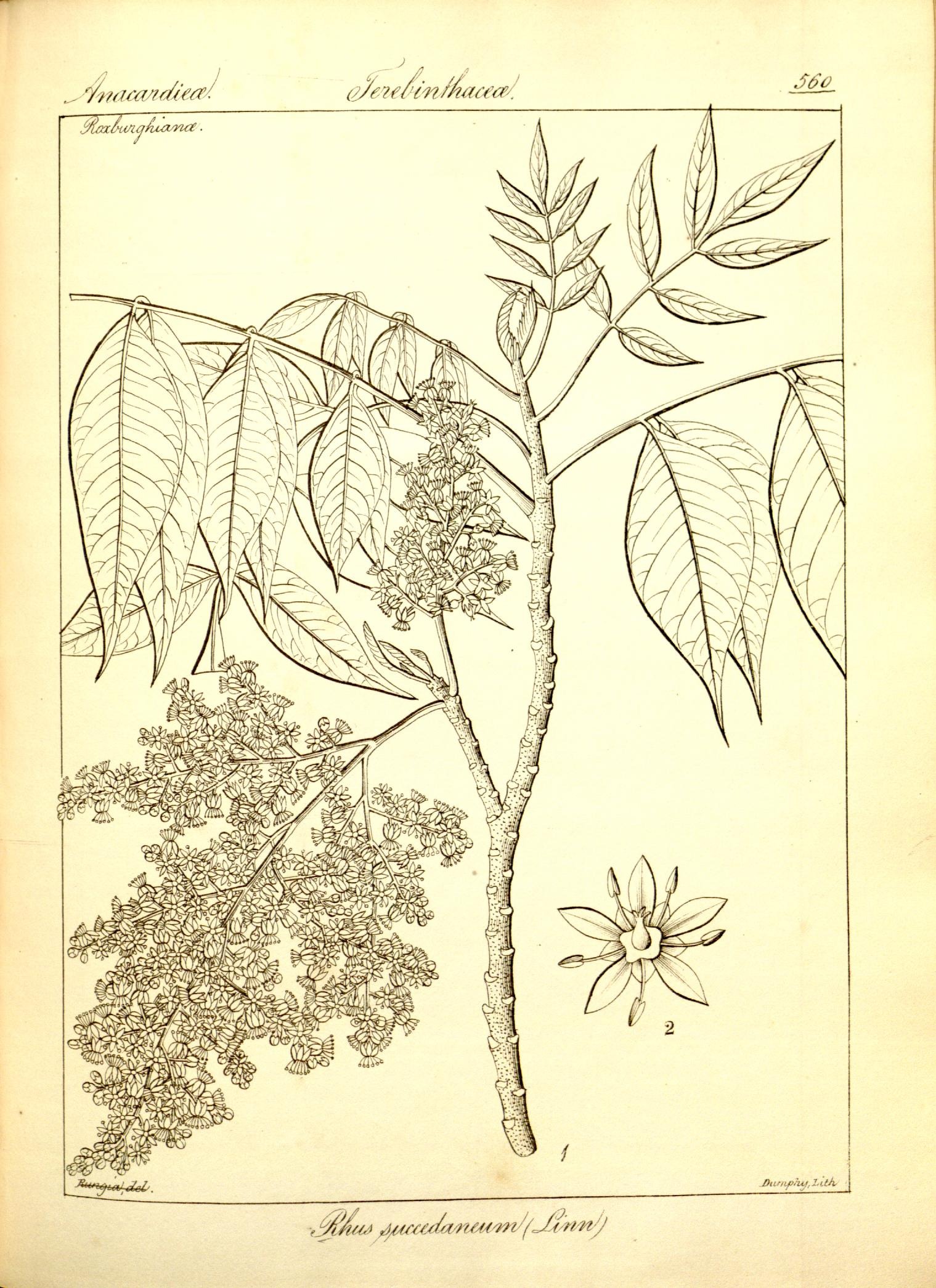 Plate 560