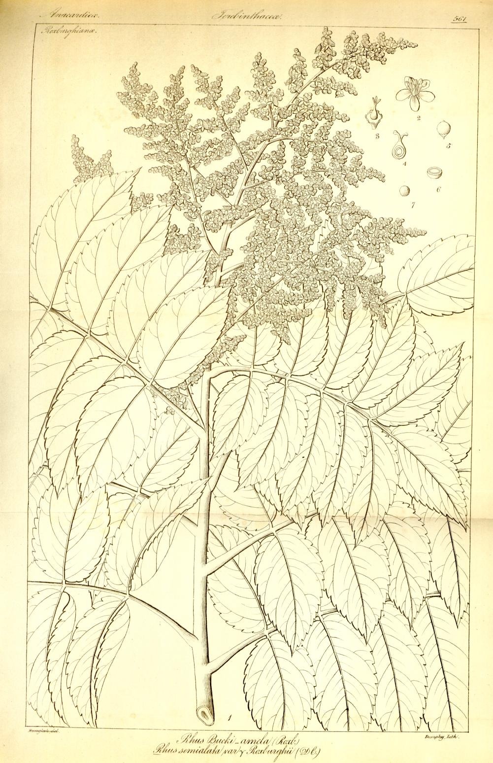 Plate 561