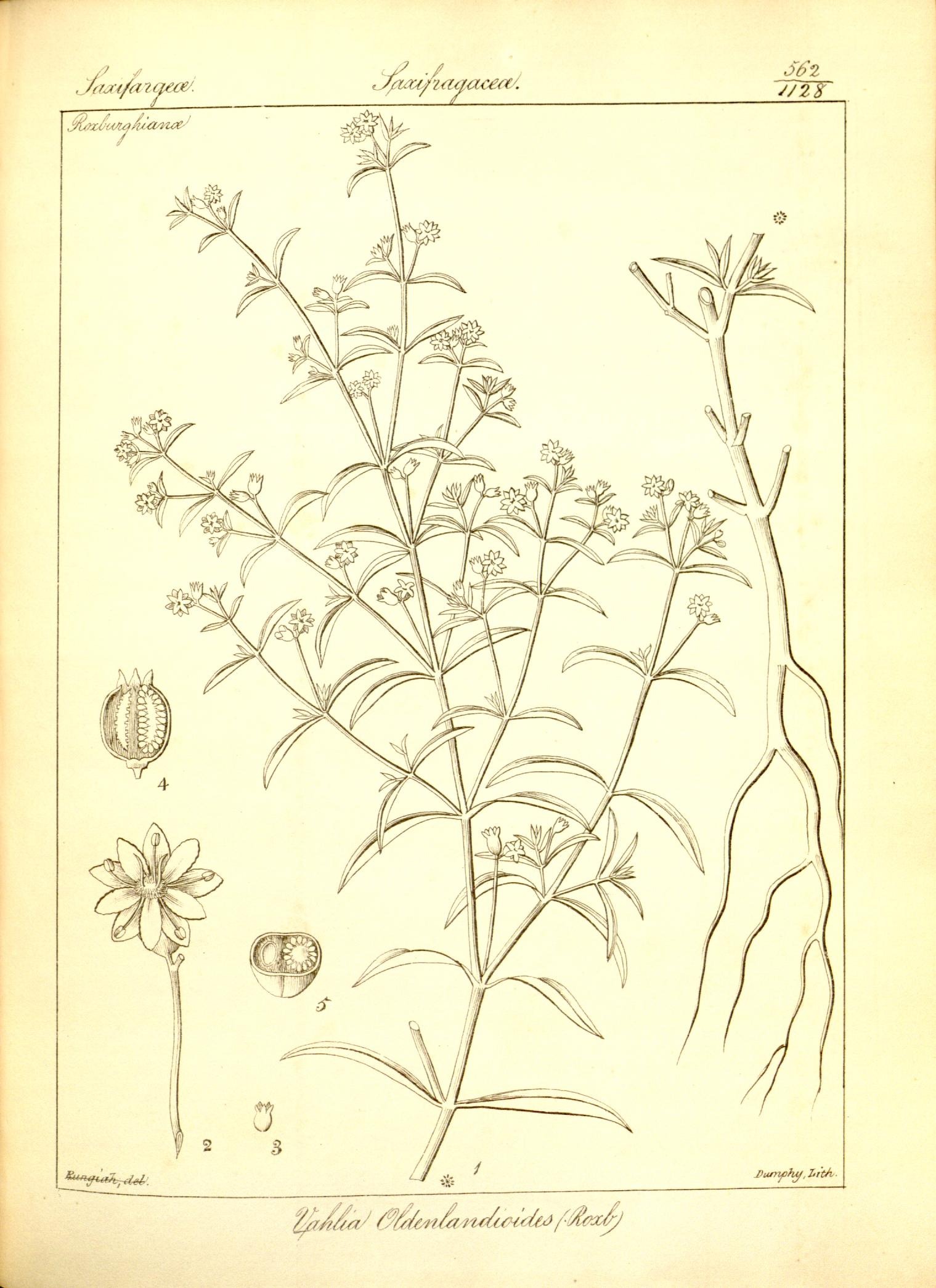 Plate 562