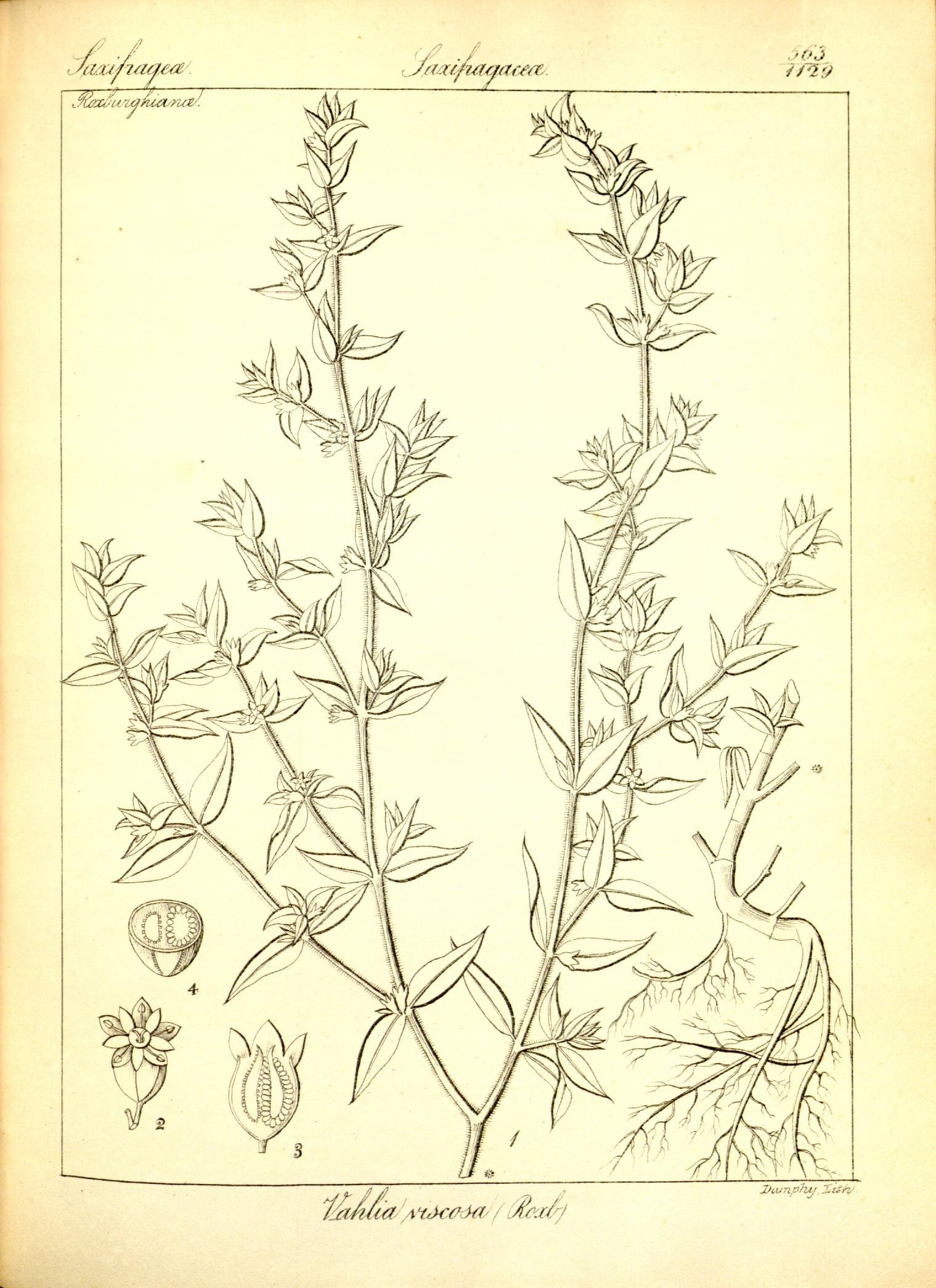 Plate 563