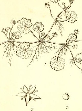 Plate 564