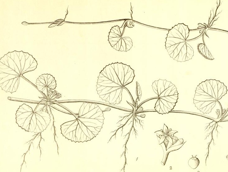 Plate 565