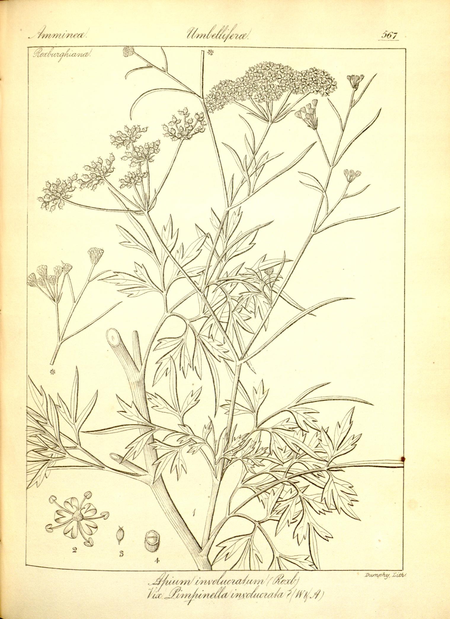 Plate 567