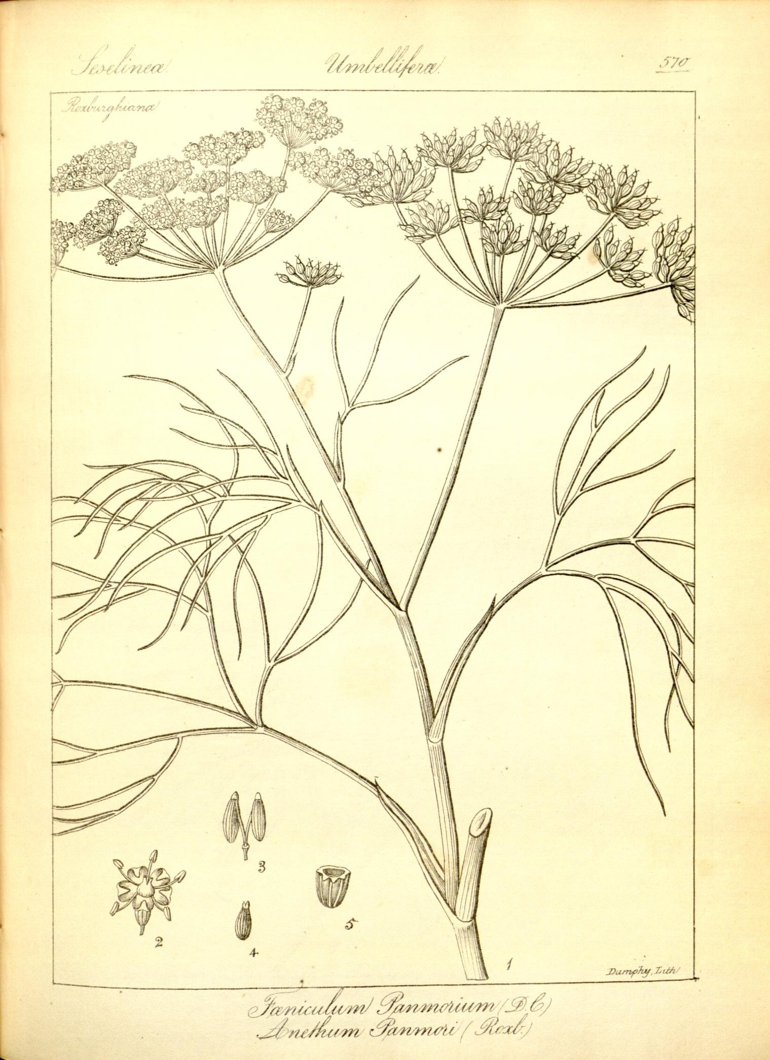 Plate 570