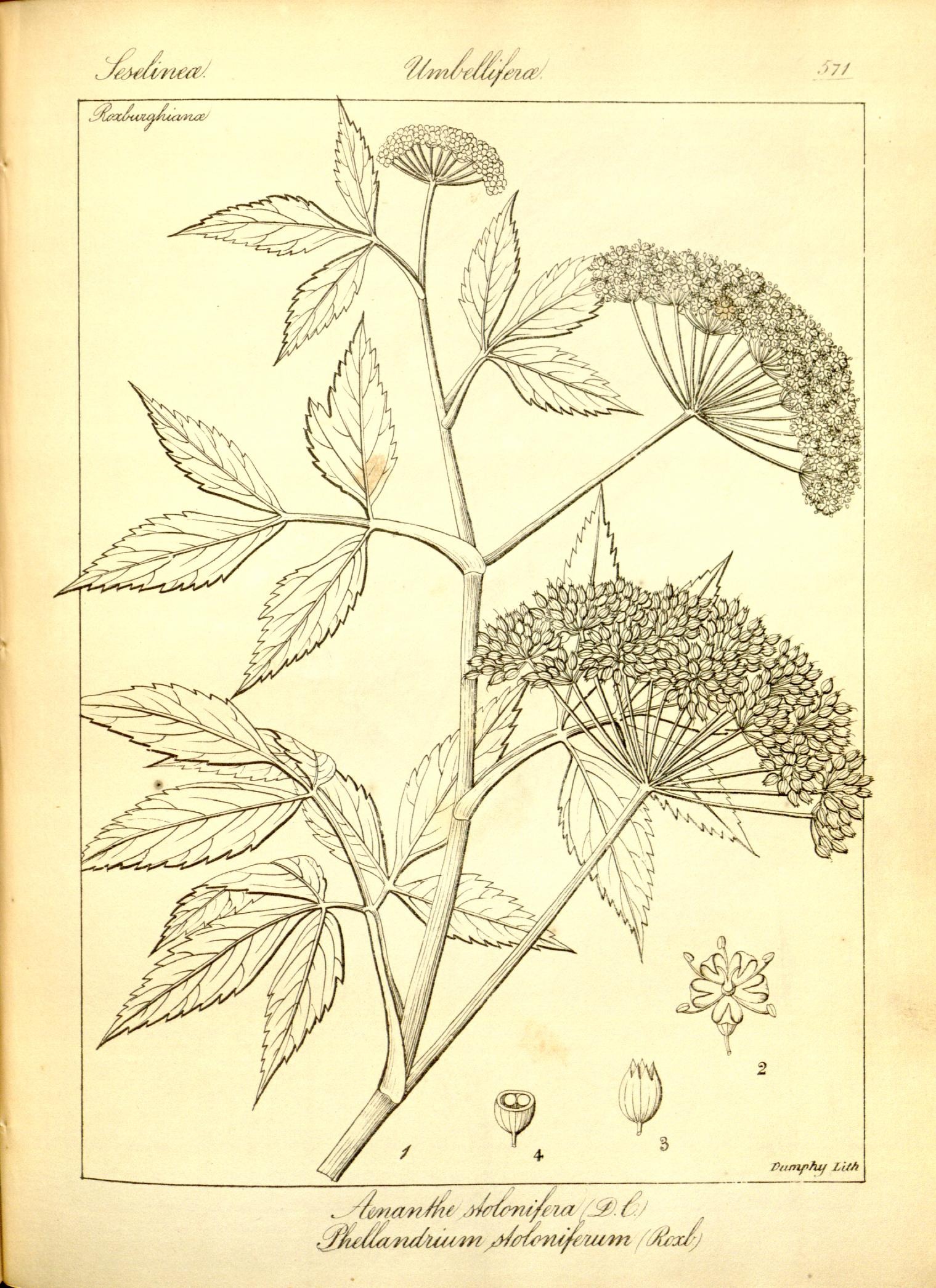 Plate 571