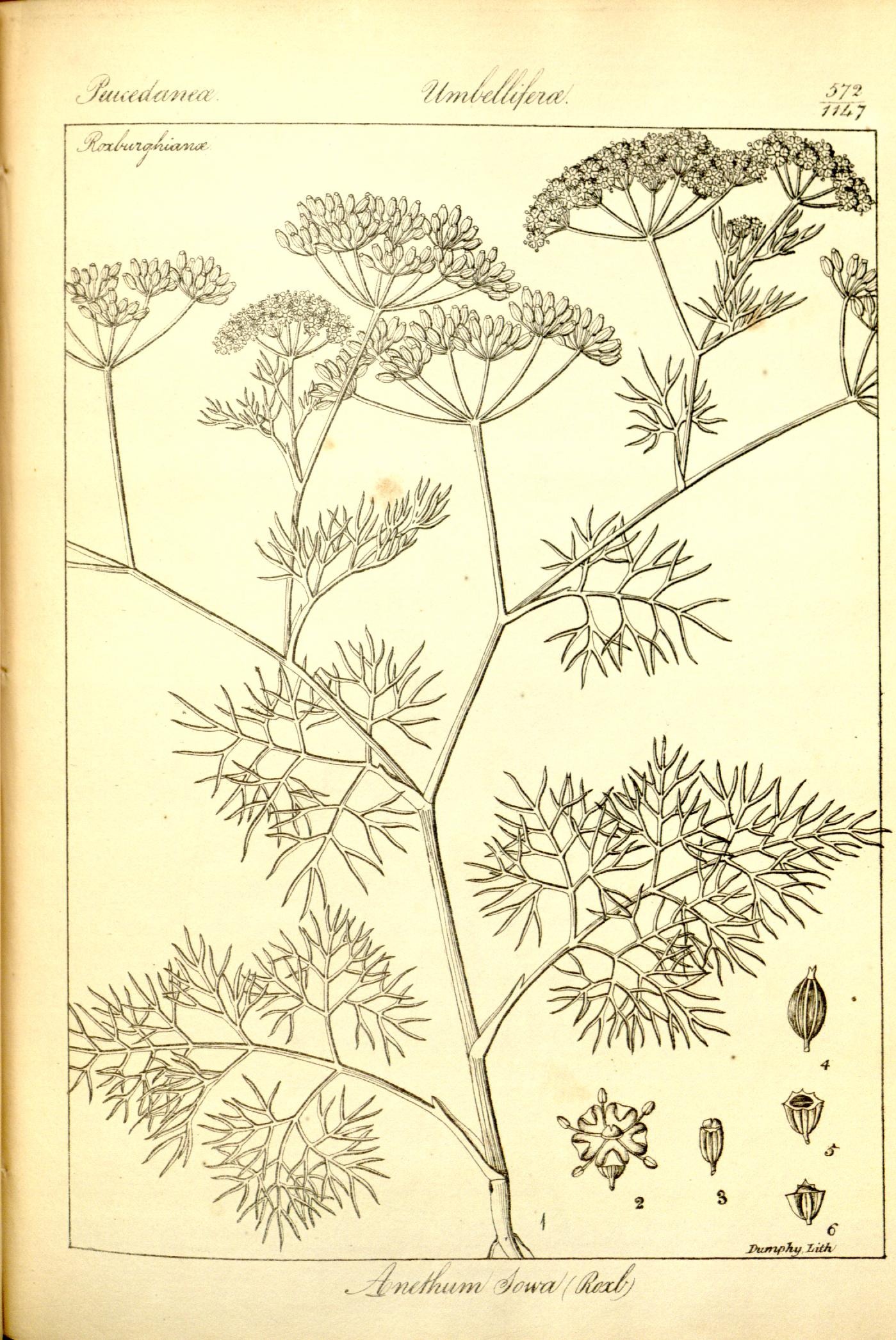 Plate 572