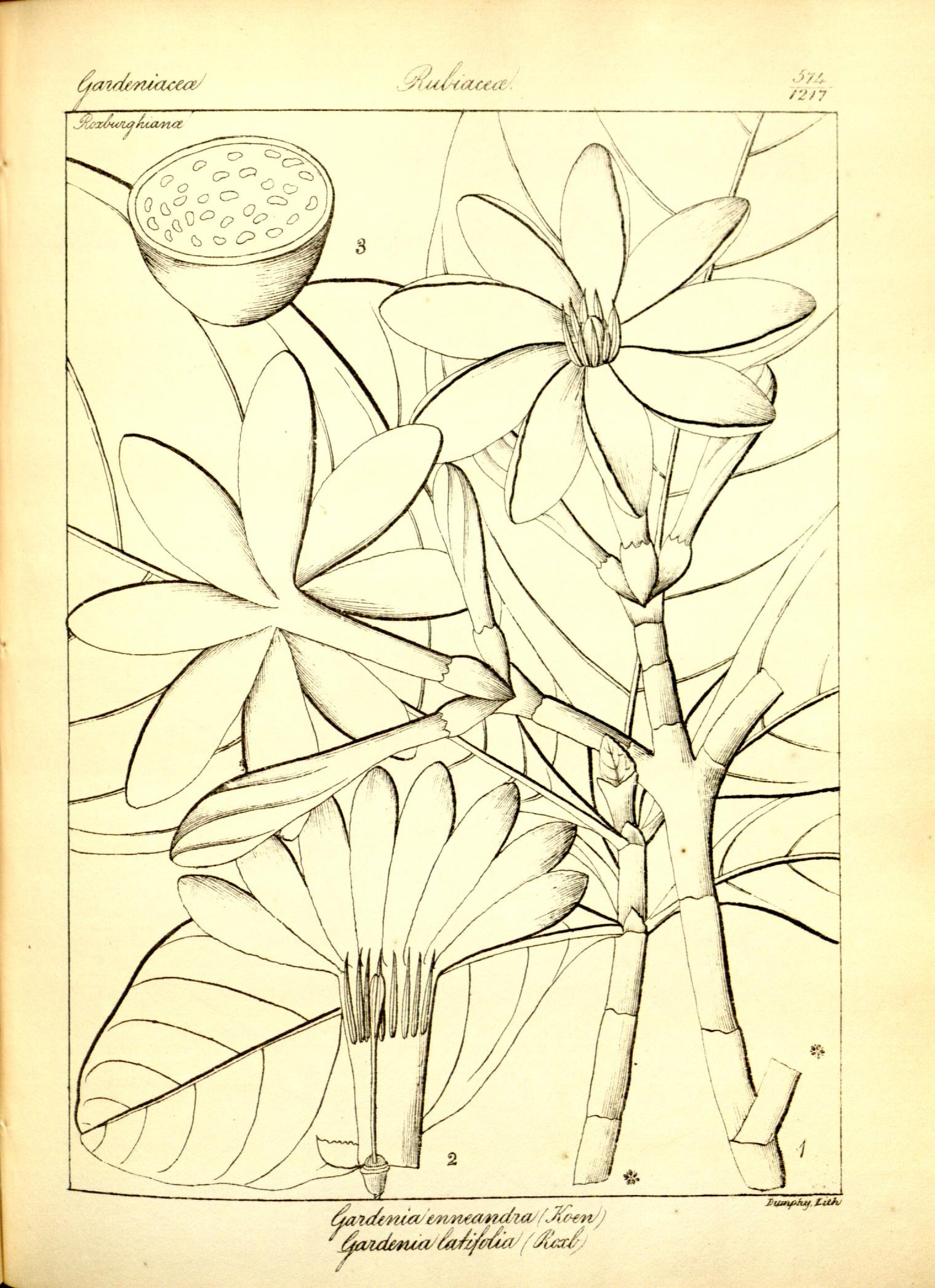 Plate 574