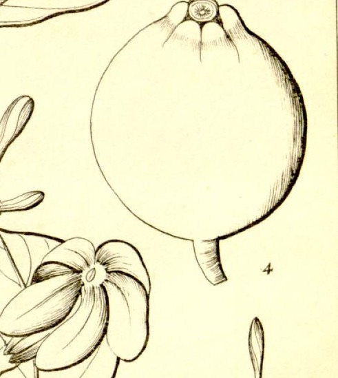 Plate 579