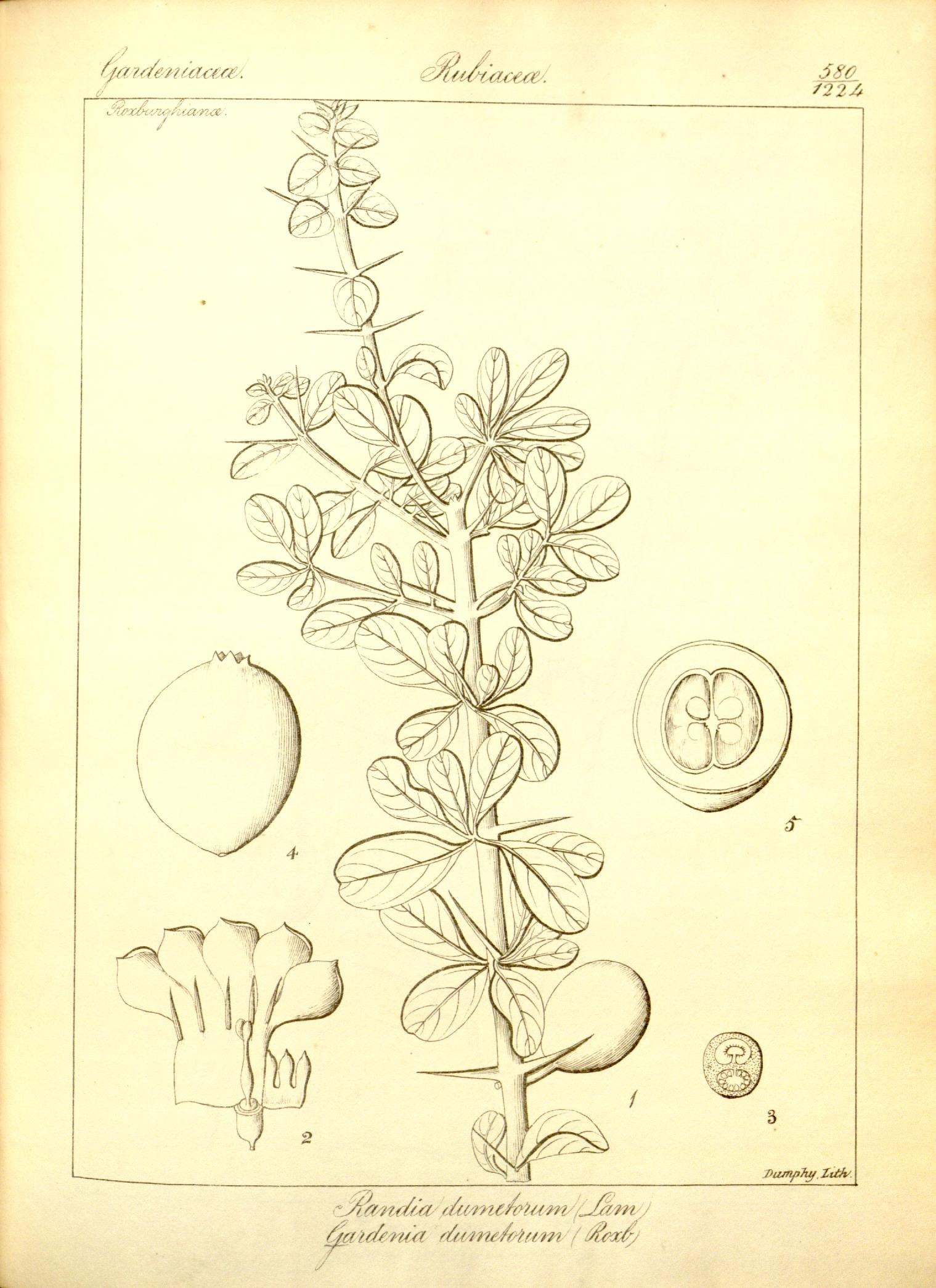 Plate 580