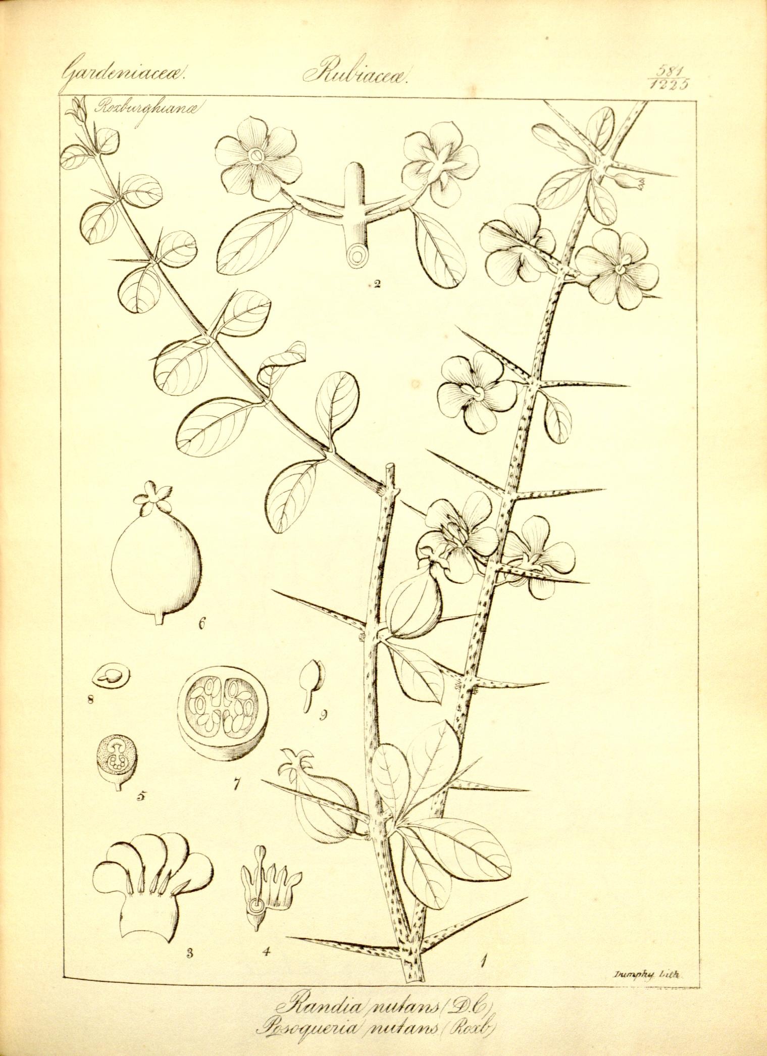 Plate 581