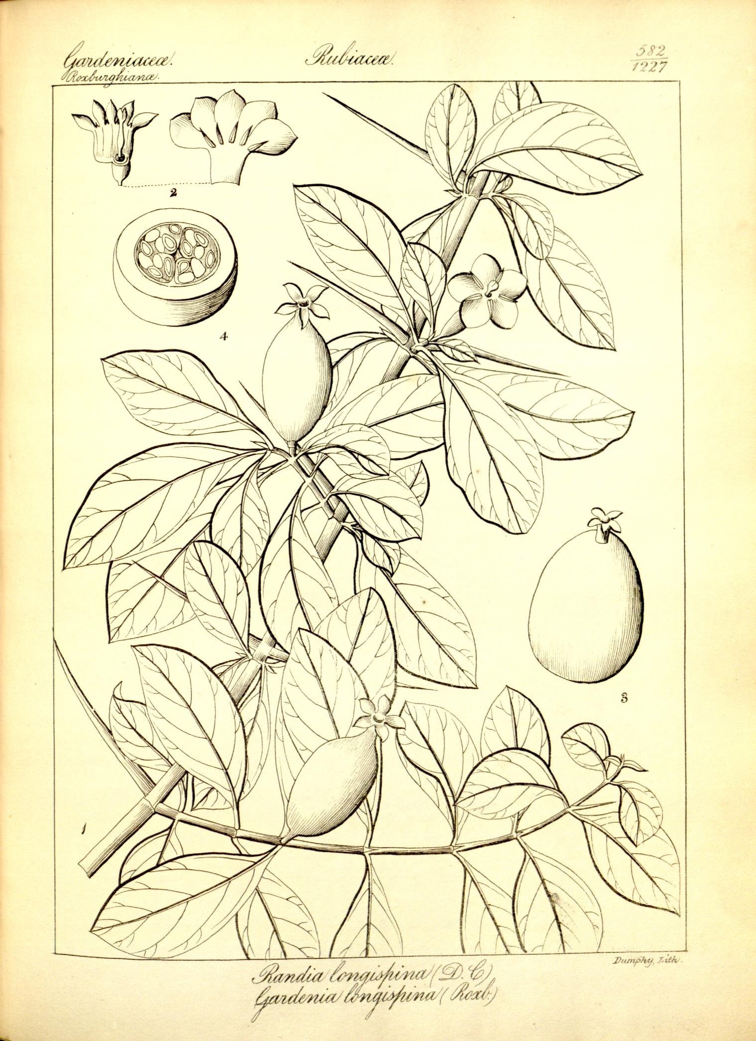 Plate 582