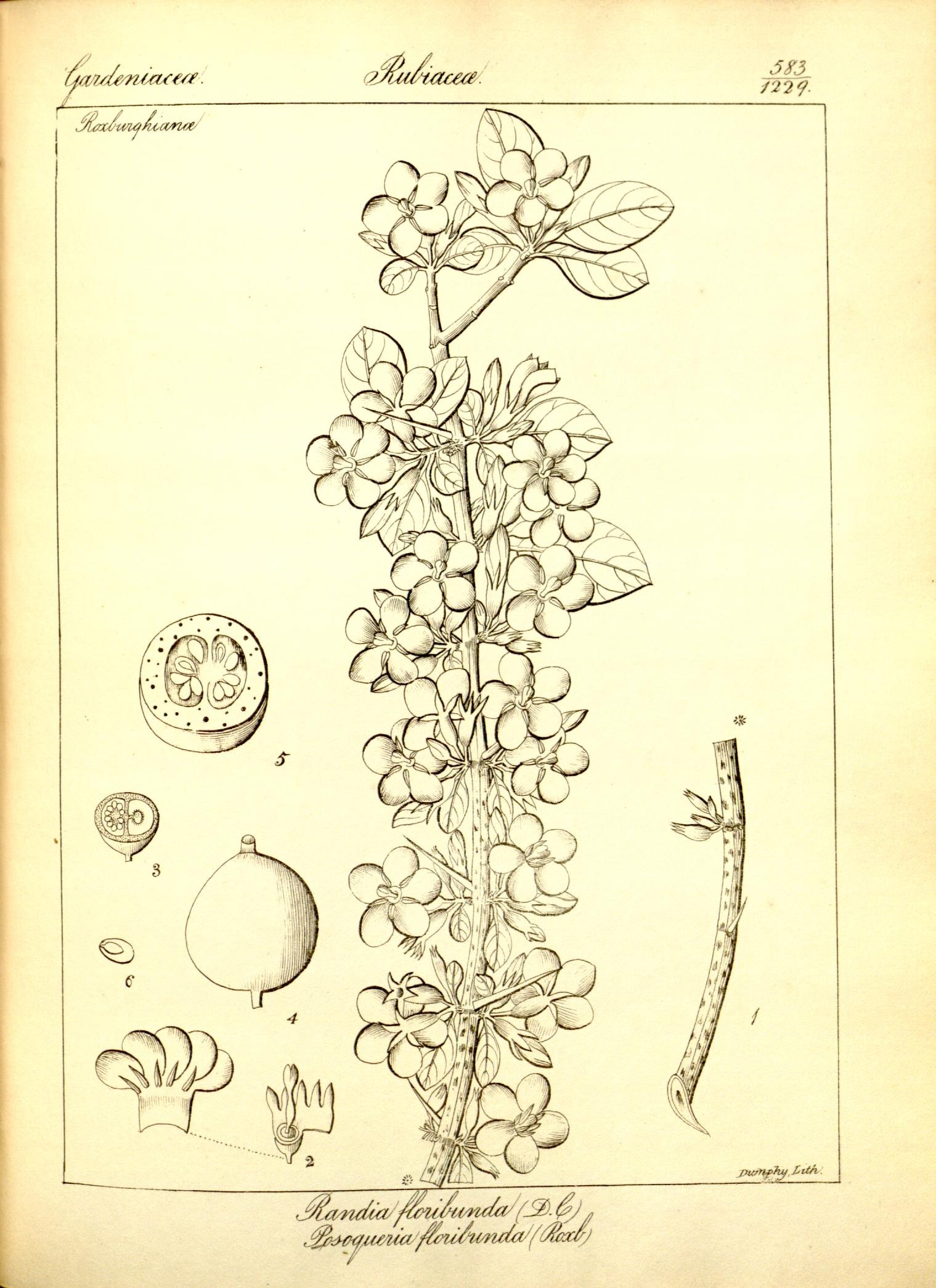 Plate 583