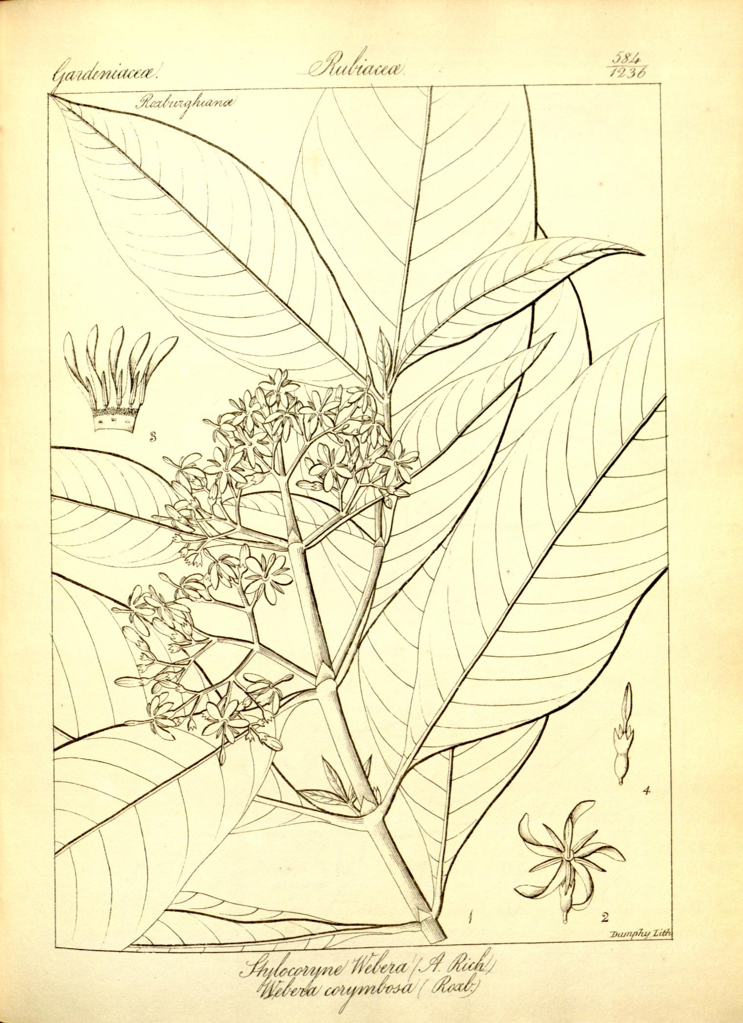 Plate 584