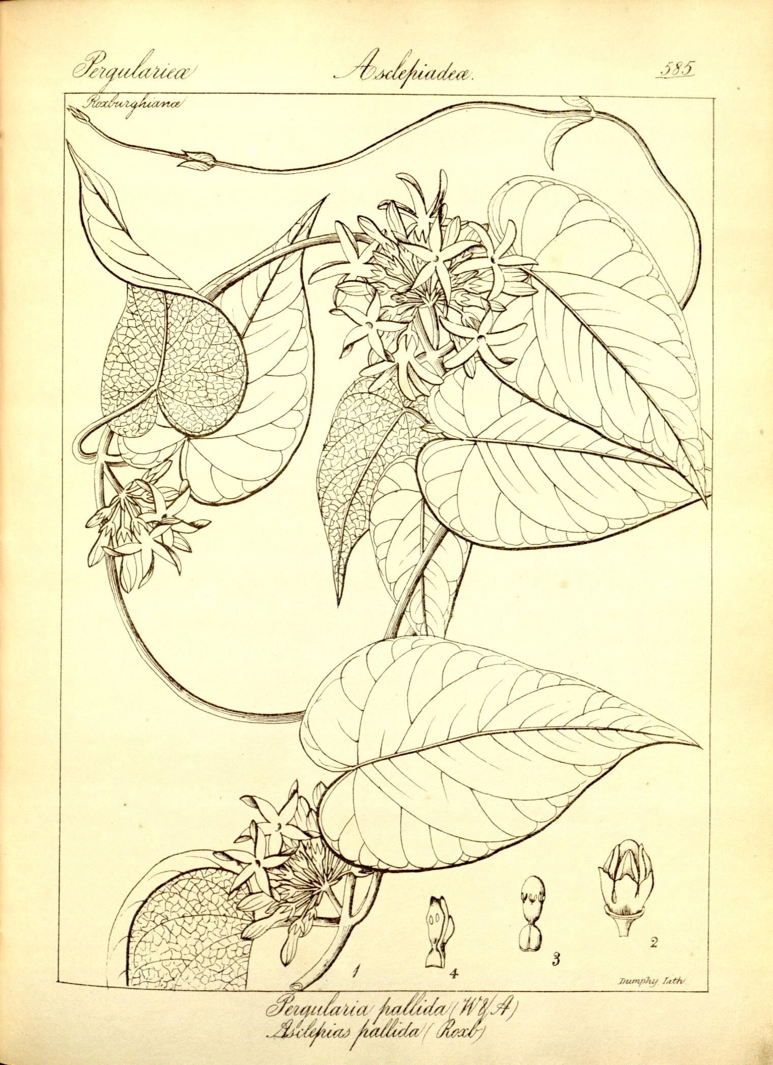 Plate 585