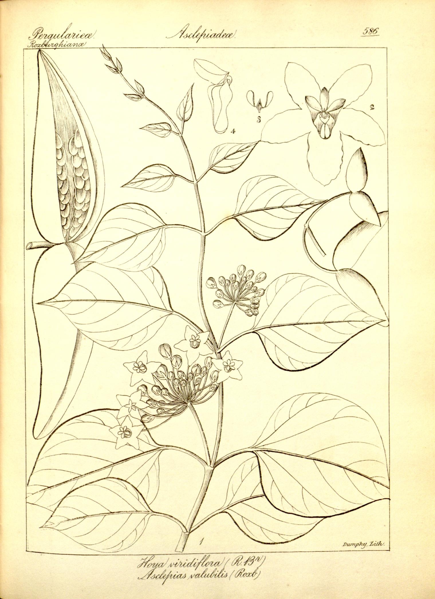Plate 586