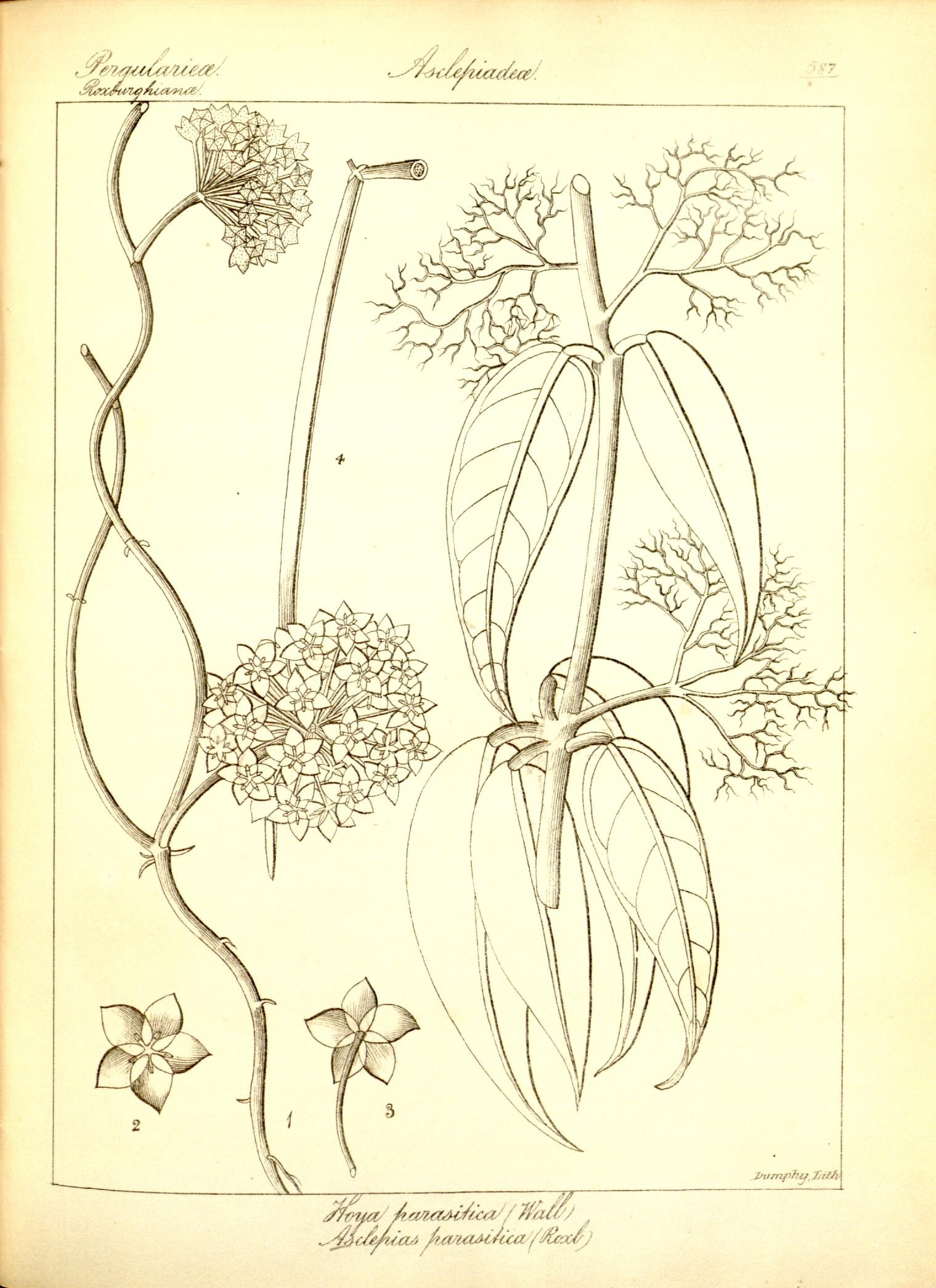 Plate 587