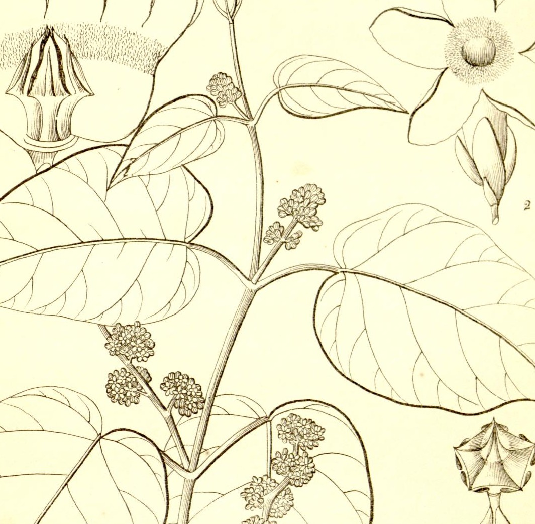 Plate 589