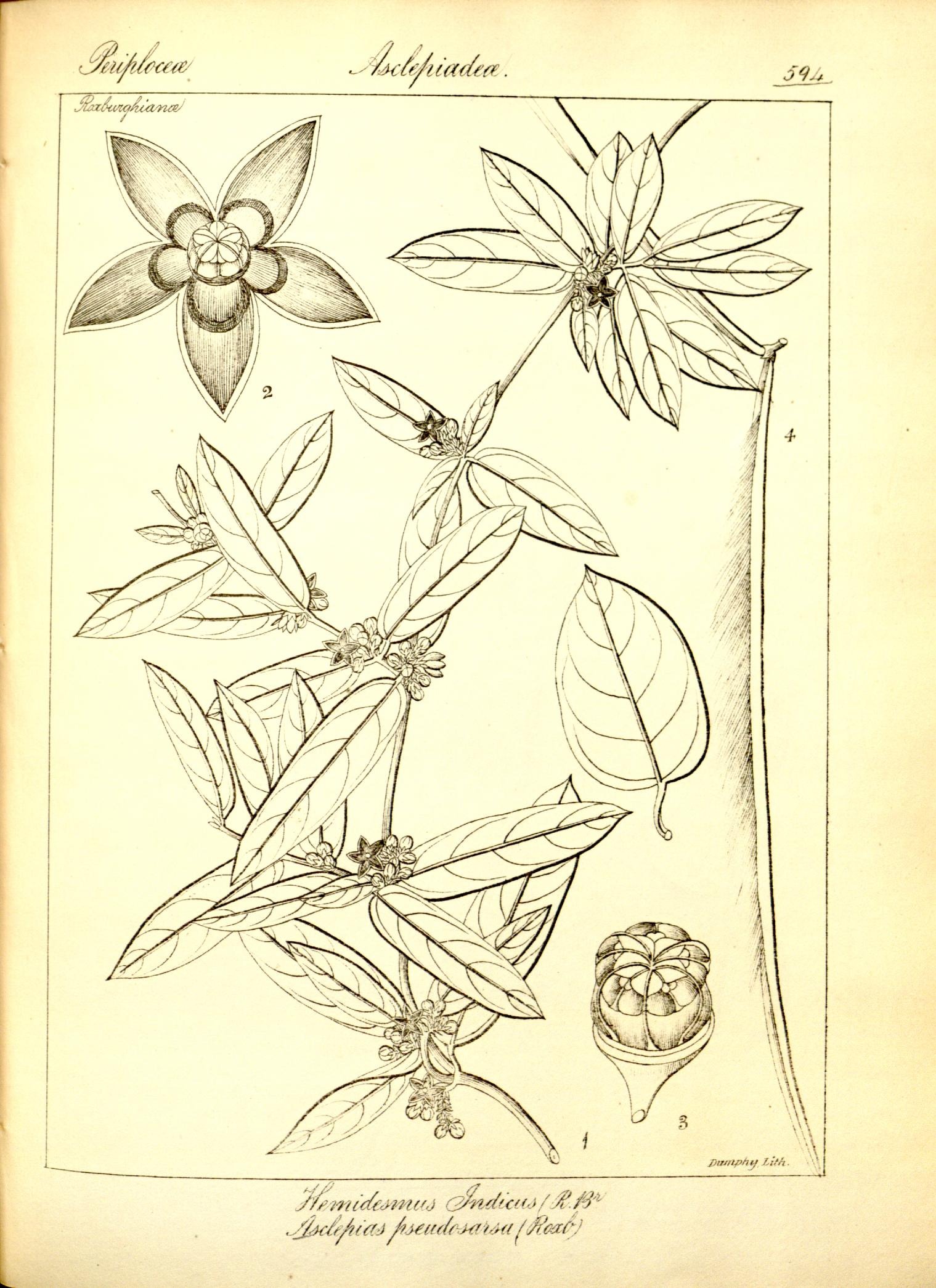 Plate 594