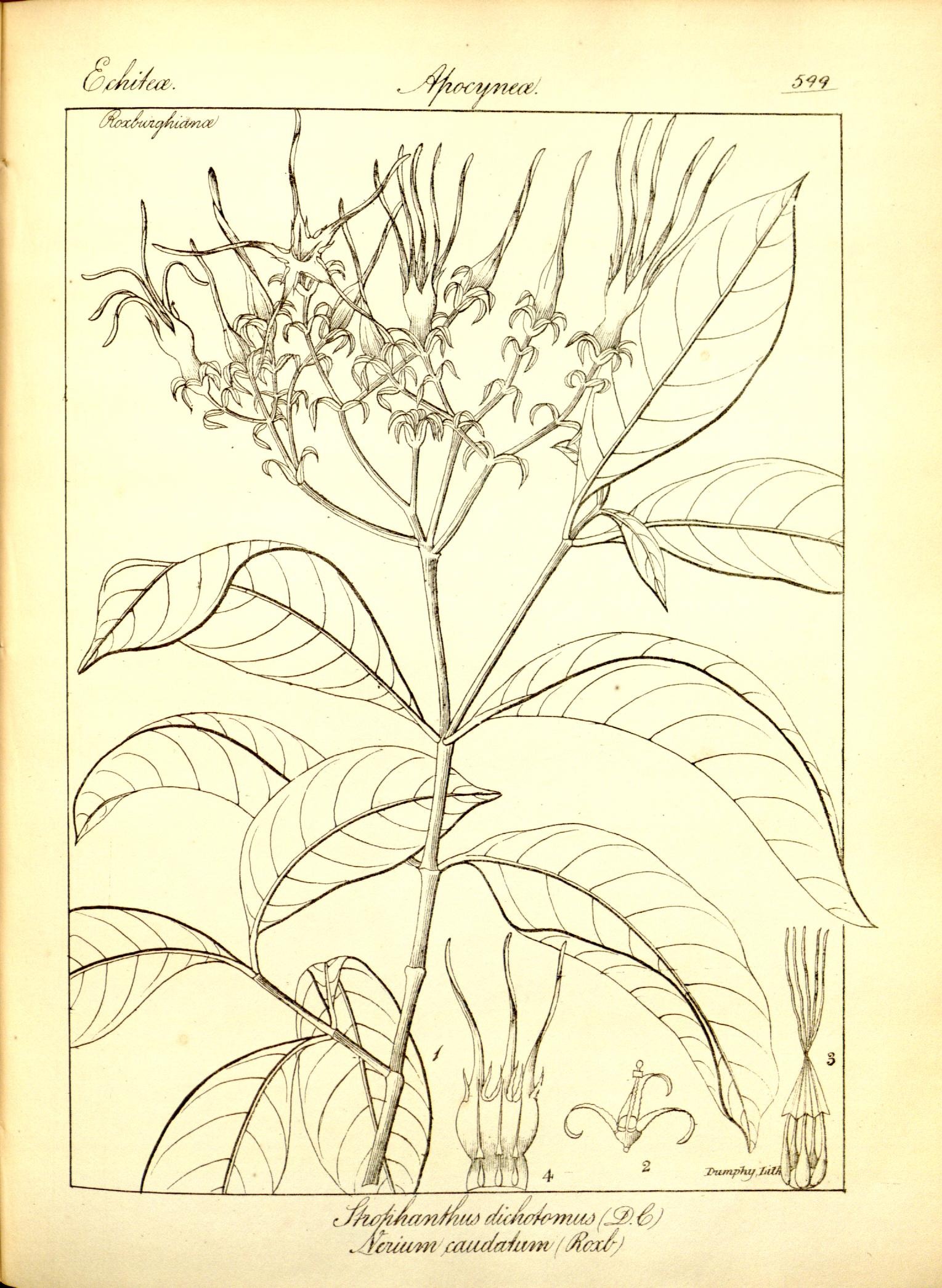 Plate 599