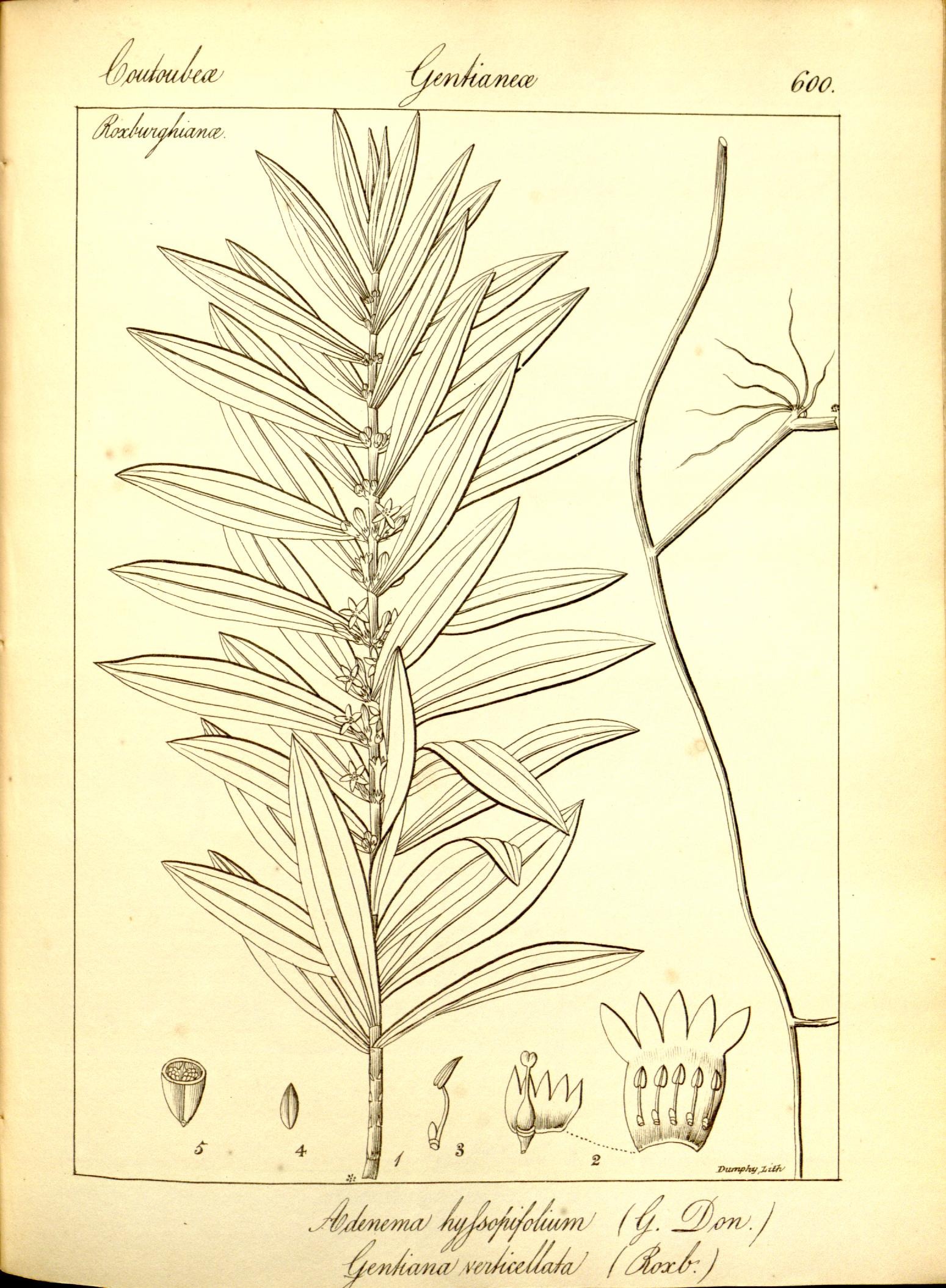 Plate 600
