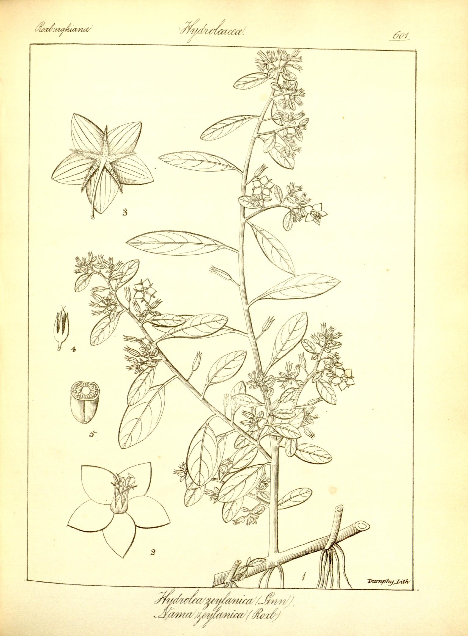 Plate 601