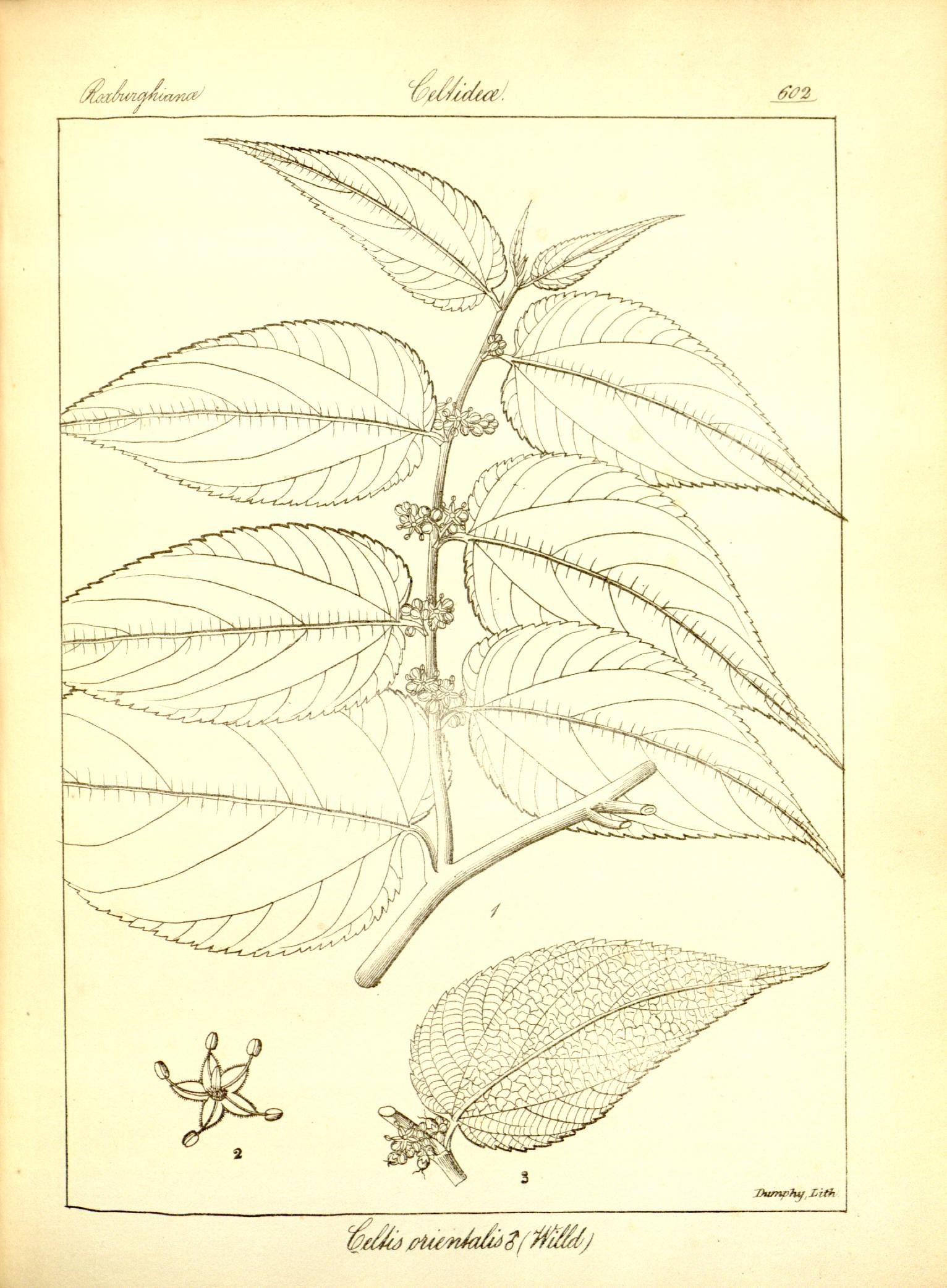 Plate 602