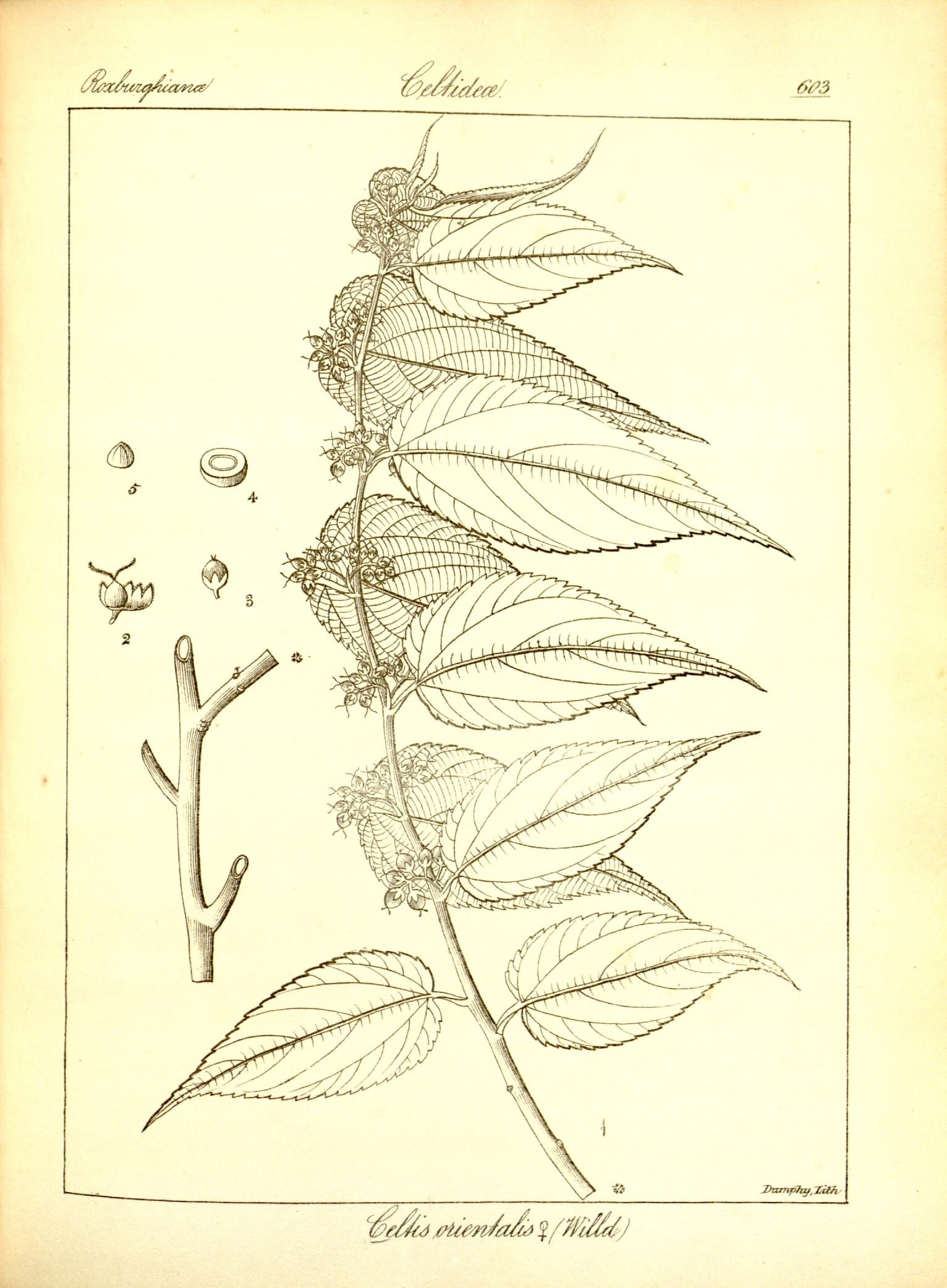 Plate 603