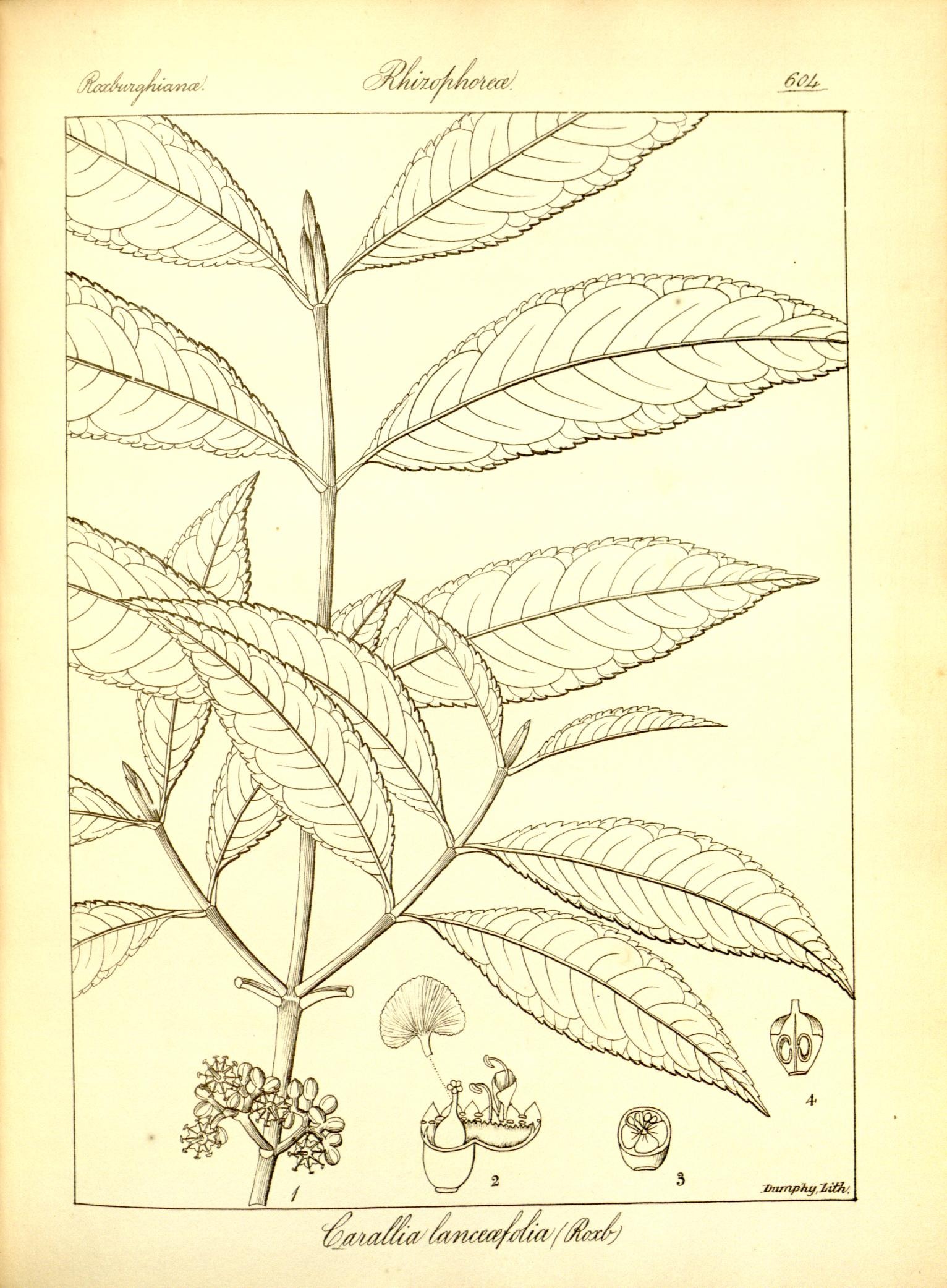 Plate 604