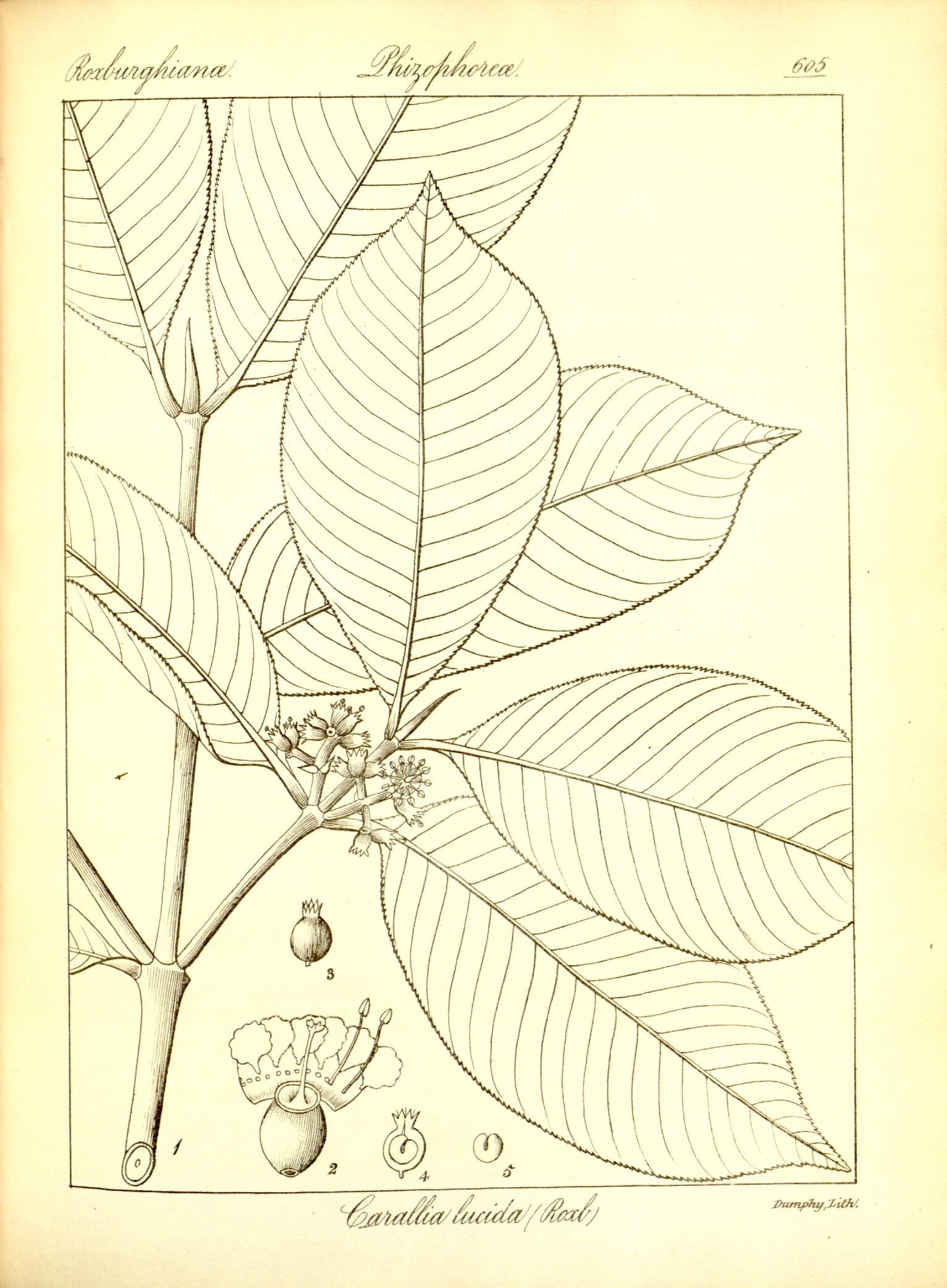 Plate 605