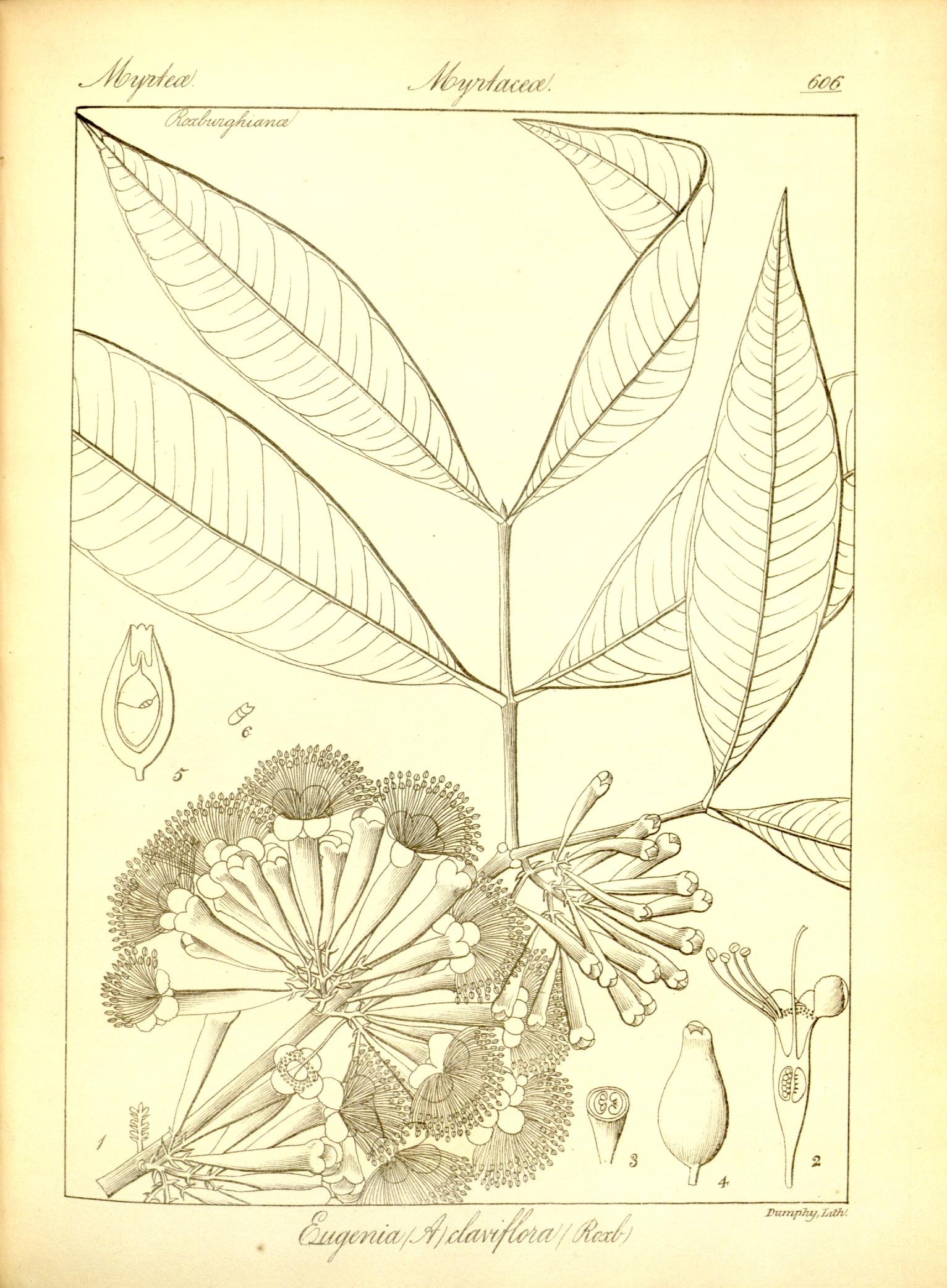 Plate 606